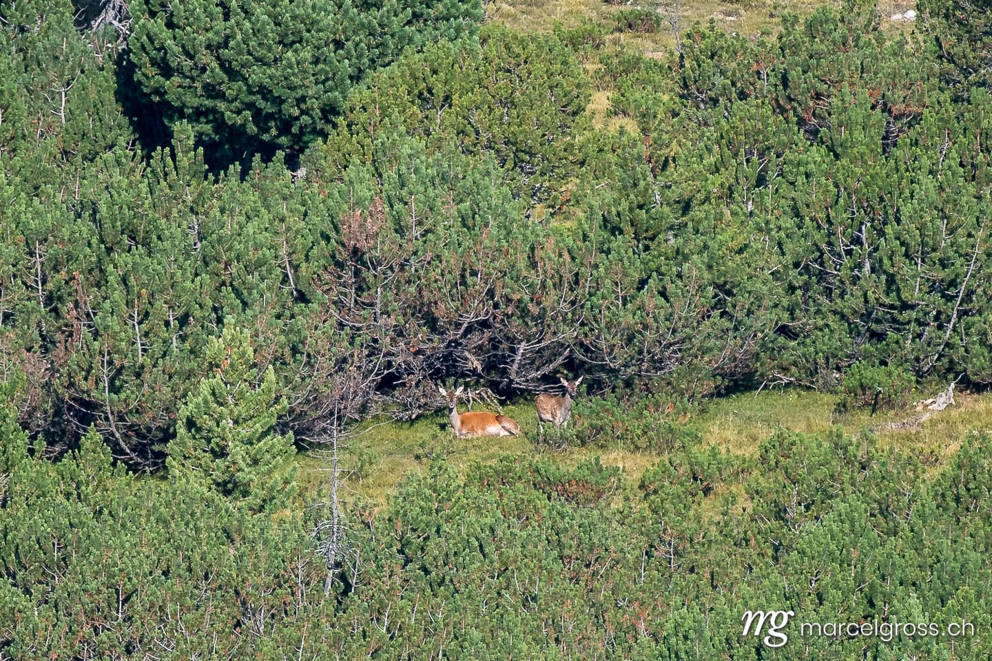 . liegende Rothirschkuh mit Jungtier im Schweizer Nationalpark. Marcel Gross Photography