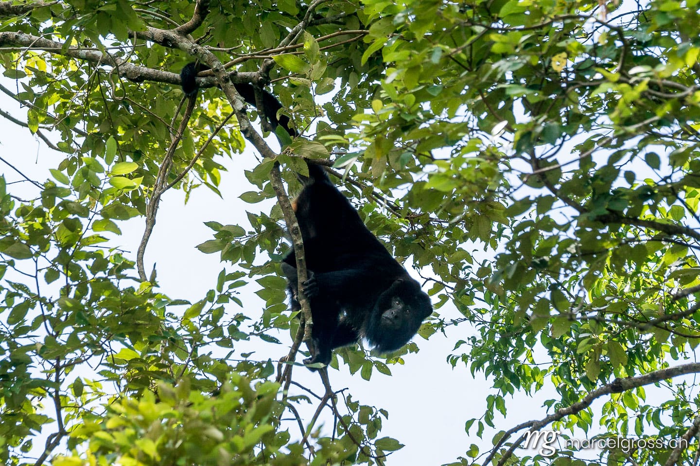 . male black howler monkey in the Bolivian Pampas de Yacuma. Marcel Gross Photography