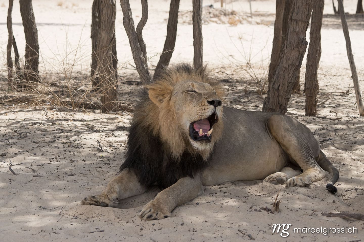 Löwen Bilder. old male lion in Kgalagadi Transfrontier Park. Marcel Gross Photography
