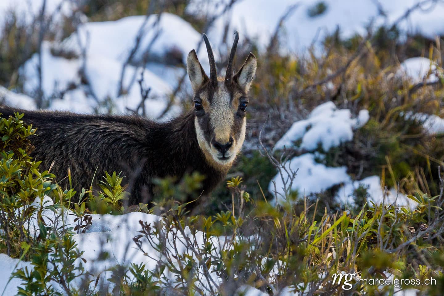 . portrait of a chamoix in the Aletschwald. Marcel Gross Photography