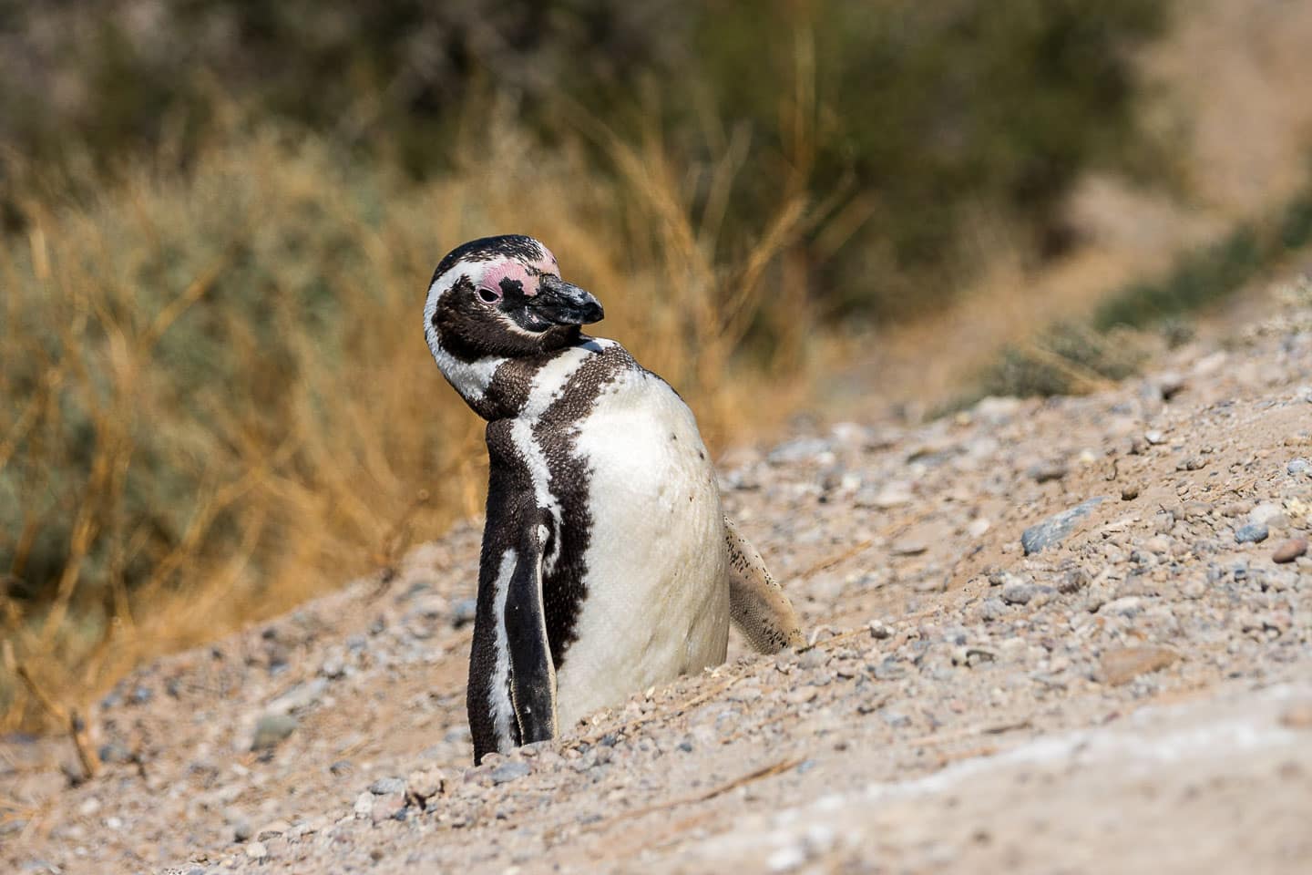 portrait of a magellanic pinguin calling out on Peninsula Valdes, Chubut. Taken by Marcel Gross Photography