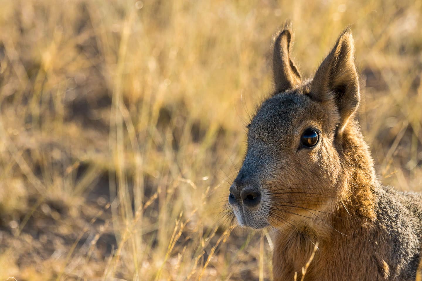 Portrait of a Patagonian mara on Peninsula Valdes. Taken by Marcel Gross Photography