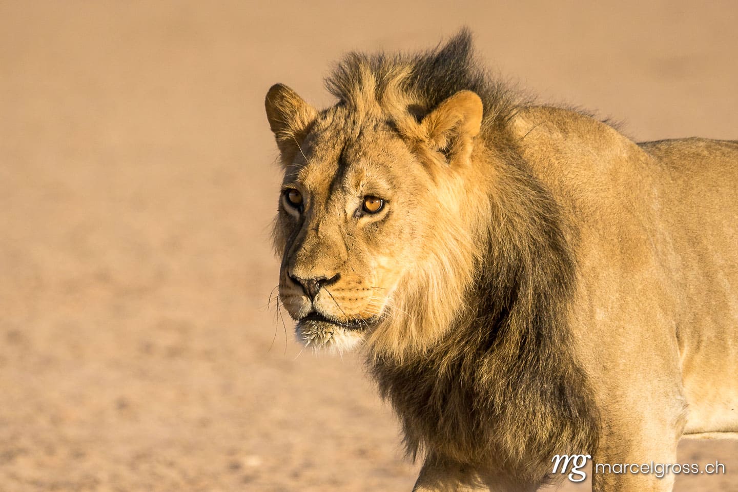 Löwen Bilder. portrait of a young male lion in Kgalagadi Transfrontier Park. Marcel Gross Photography