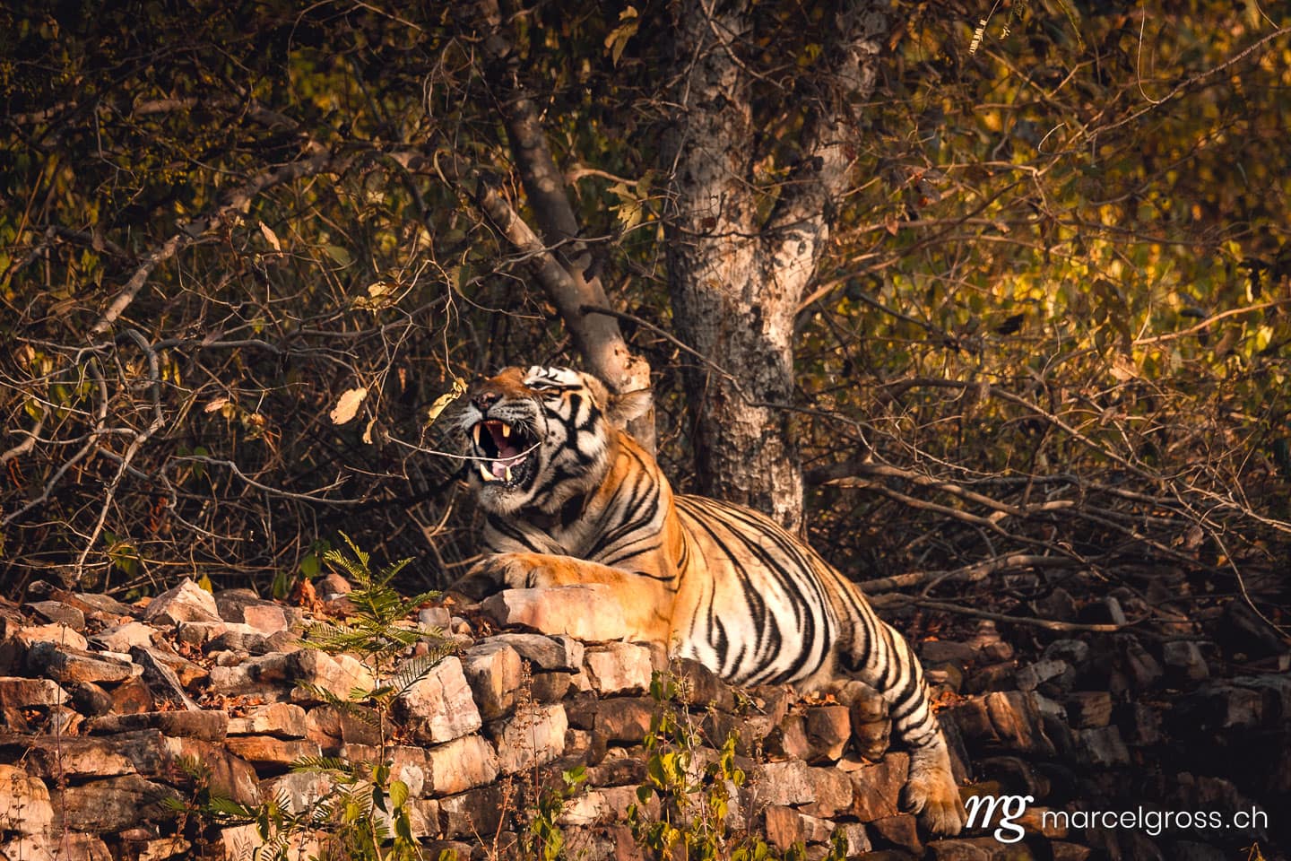 Tiger Bilder. roaring king of Panna National Park: a truly majestic male bengal tiger. Marcel Gross Photography