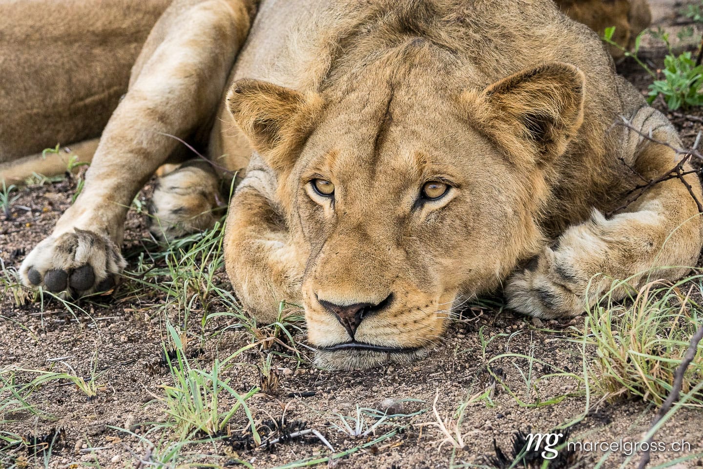 Löwen Bilder. Ruhende Löwen auf Safari im Krüger Nationalpark. Marcel Gross Photography