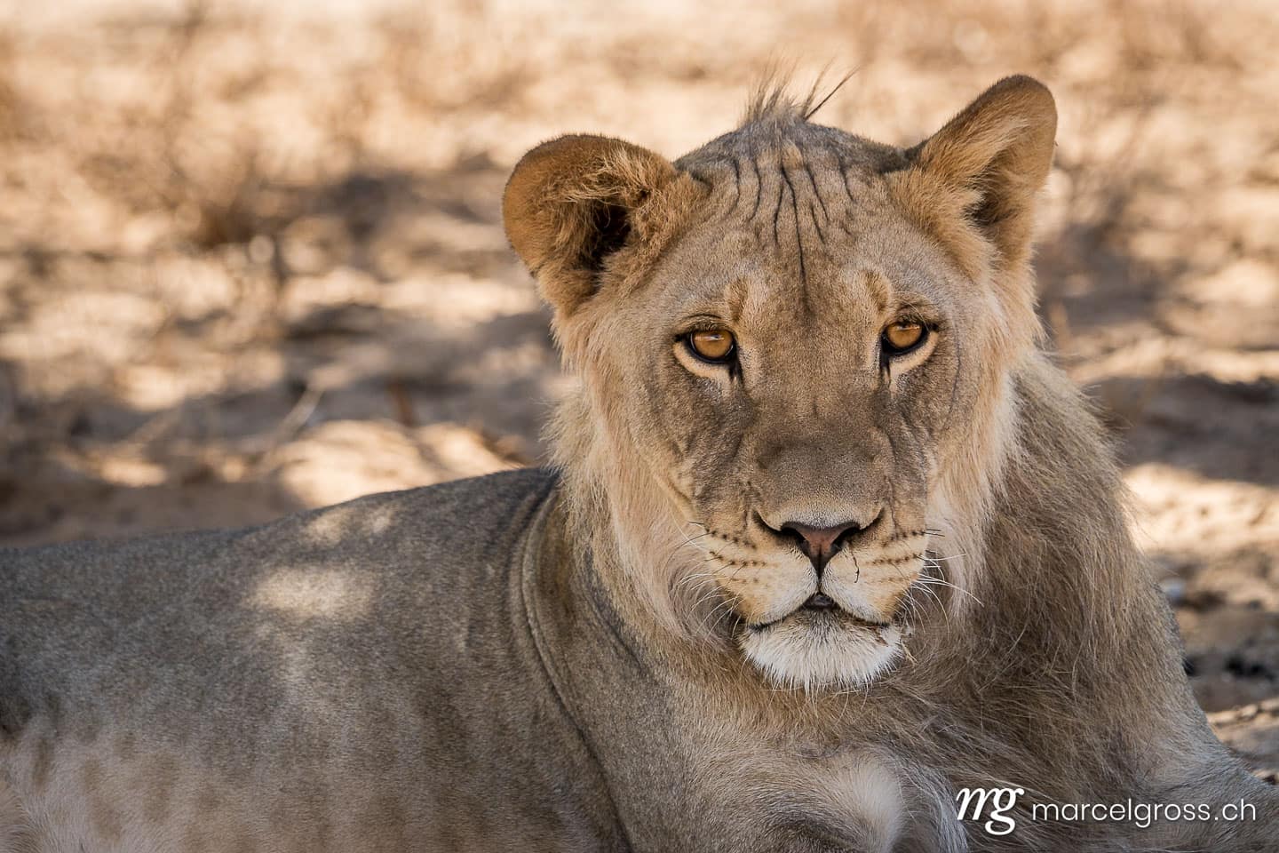 . ruhende Löwen auf Safari in der Kalahari. Marcel Gross Photography