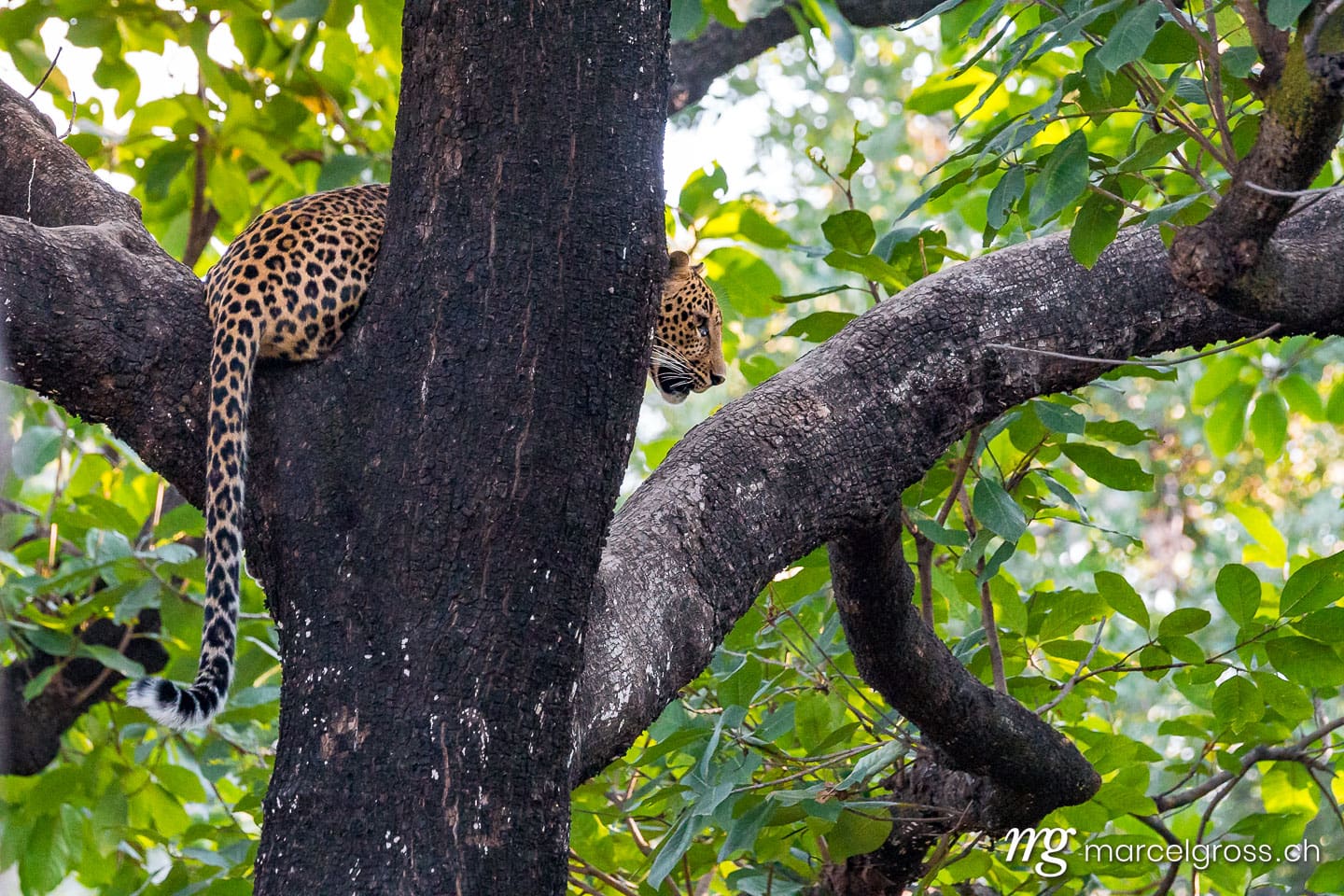 Leoparden Bilder. treetop indian leopard in Panna National Park. Marcel Gross Photography