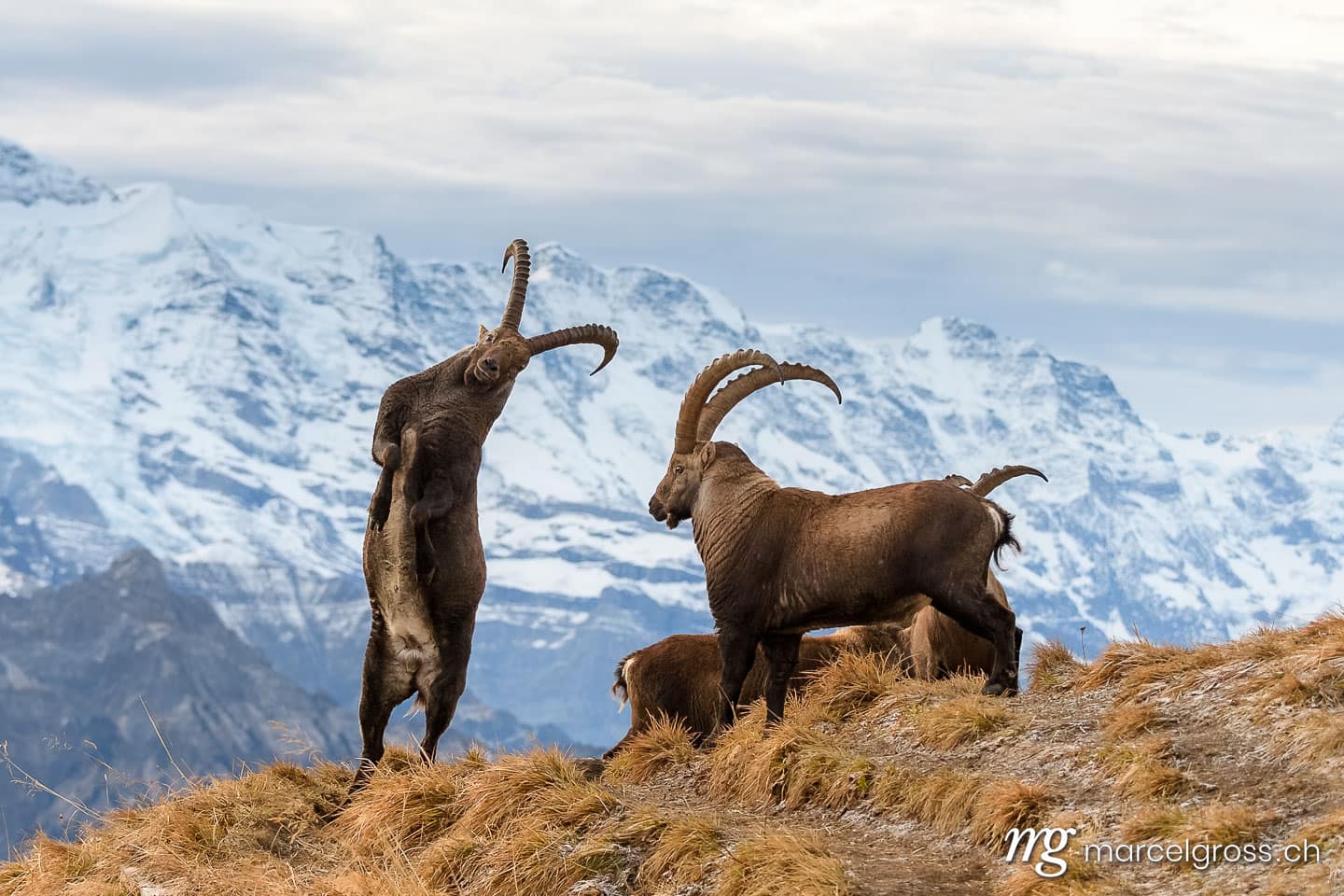 two impressive male ibex fighting in the front of the Bernese Alps. Taken by Marcel Gross Photography