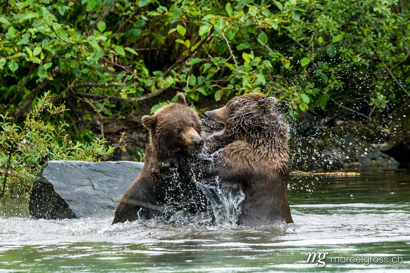 . Grizzly bear brothers playing in a lake in Lake Clark National Park, Alaska. Marcel Gross Photography