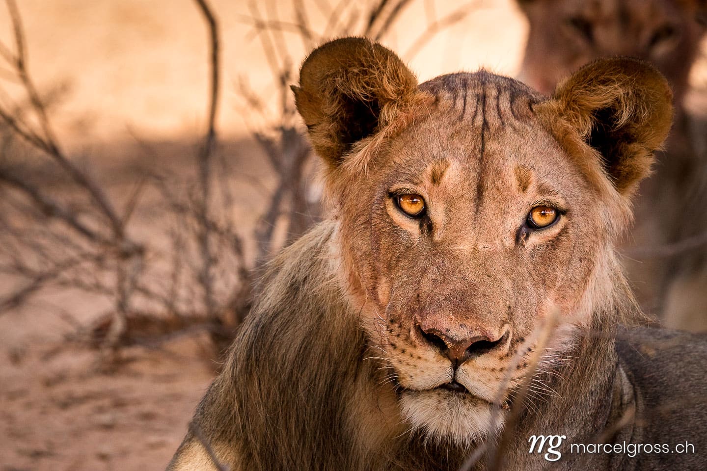 Löwen Bilder. Wüstenlöwen  in der Kalahari Wüste. Marcel Gross Photography