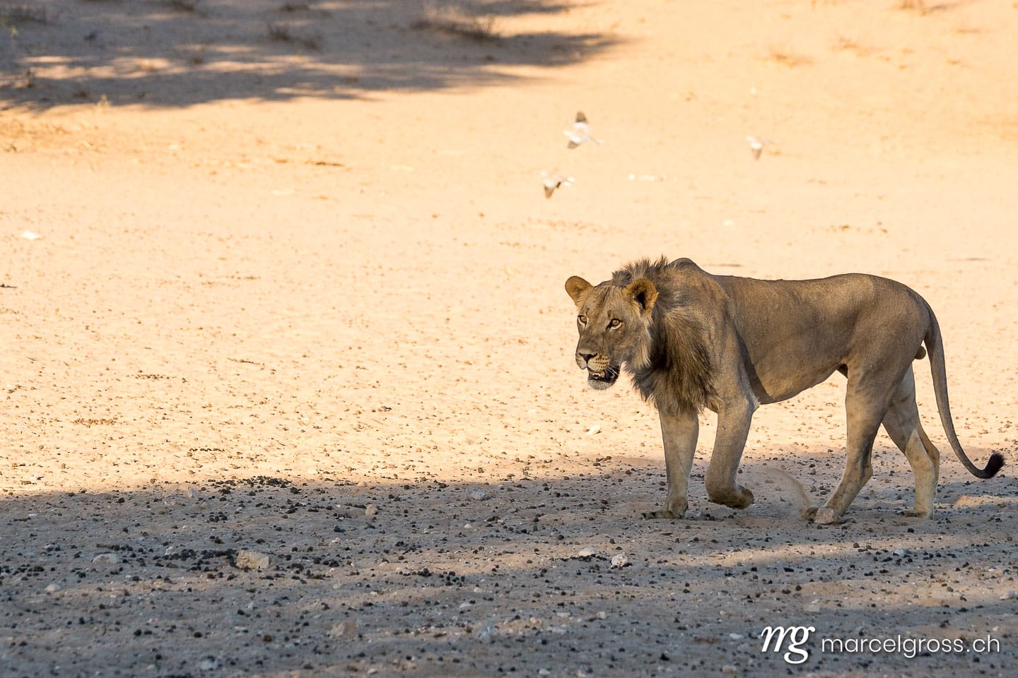 Löwen Bilder. young male lion in Kgalagadi Transfrontier Park. Marcel Gross Photography