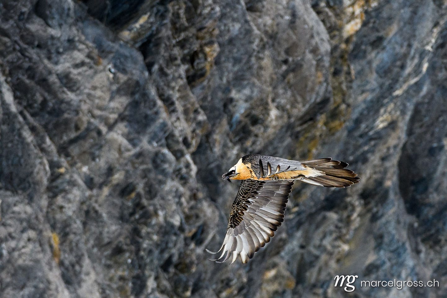 Vogel Bilder Schweiz. Bearded vulture (Gypaetus barbatus) in flight in Valais, Switzerland. Marcel Gross Photography