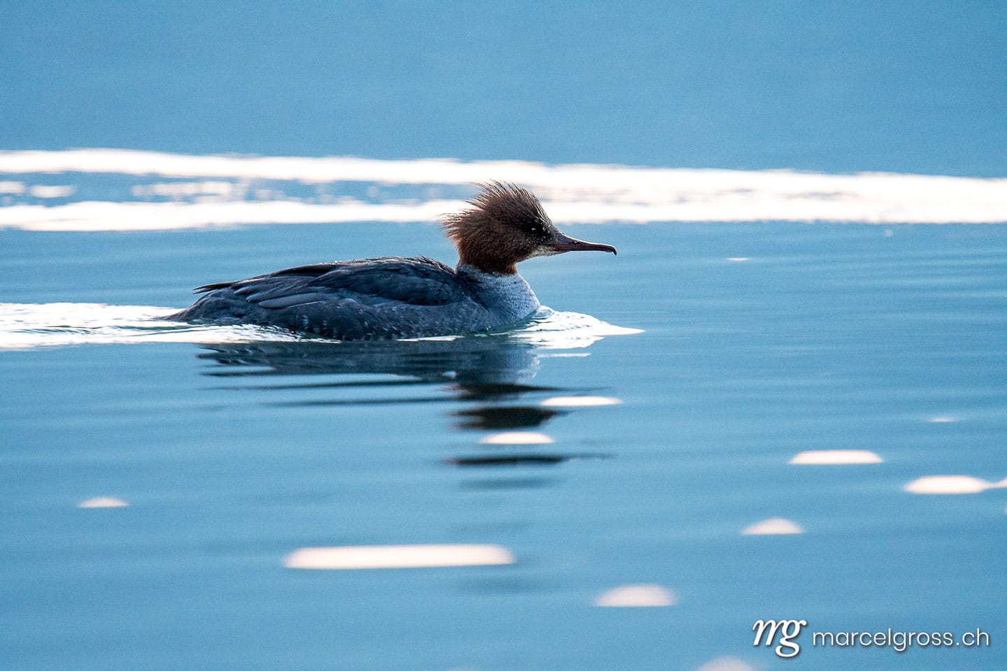 . female Common merganser (Mergus merganser) on Lake Thun during blue hour. Marcel Gross Photography