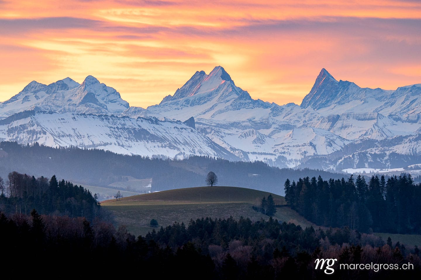 . lonely tree an o hill in front of impressive Schreckhorn. Marcel Gross Photography