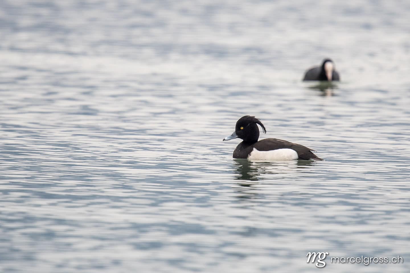 Vogel Bilder Schweiz. male Tufted duck (Aythya fuligula) on Lake Thun during blue hour. Marcel Gross Photography