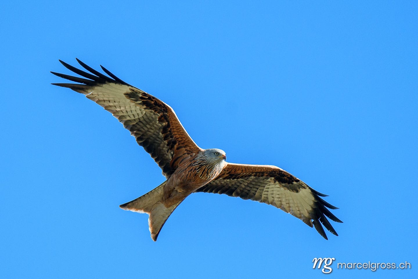 Vogel Bilder Schweiz. Red kite (Milvus milvus) flying past in blue sky, Switzerland. Marcel Gross Photography