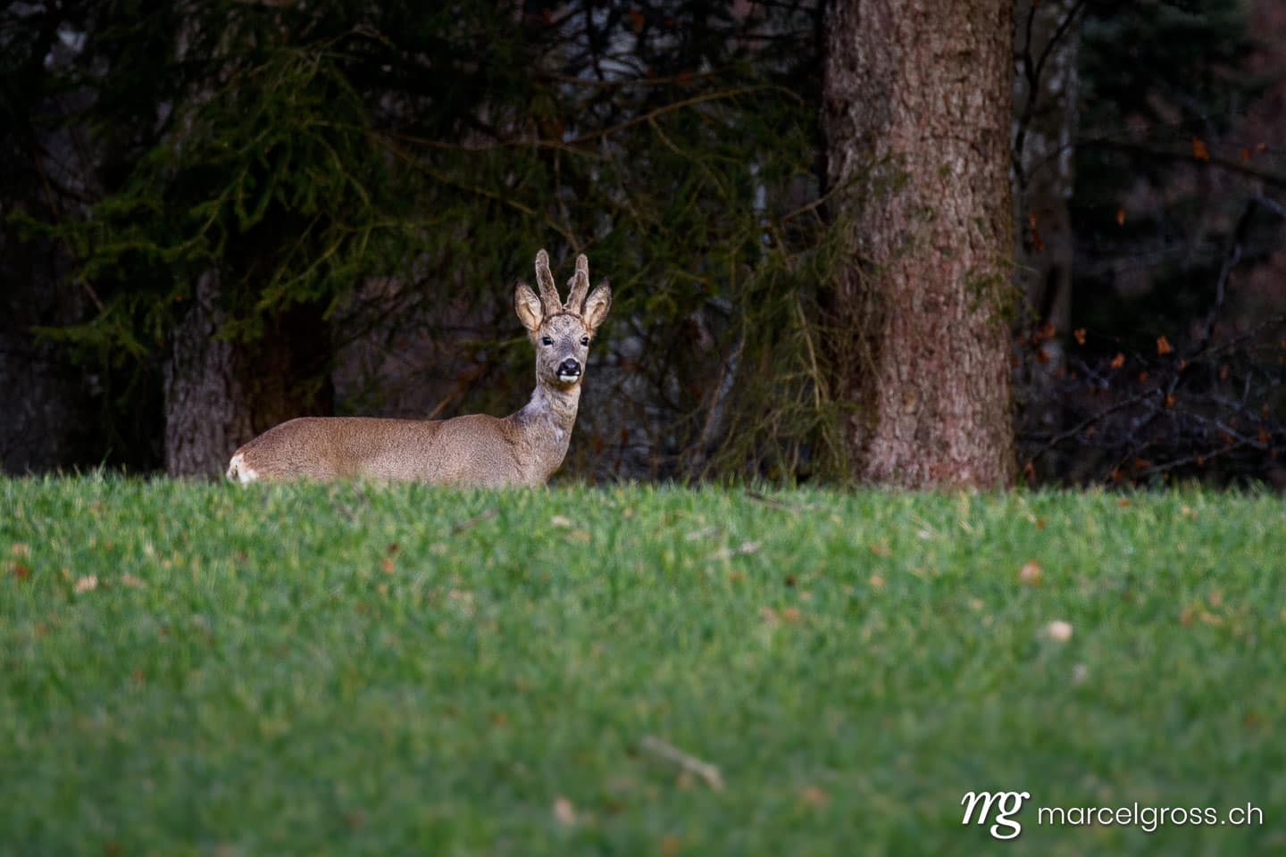 . Roebuck in the Emmental Valley. Marcel Gross Photography