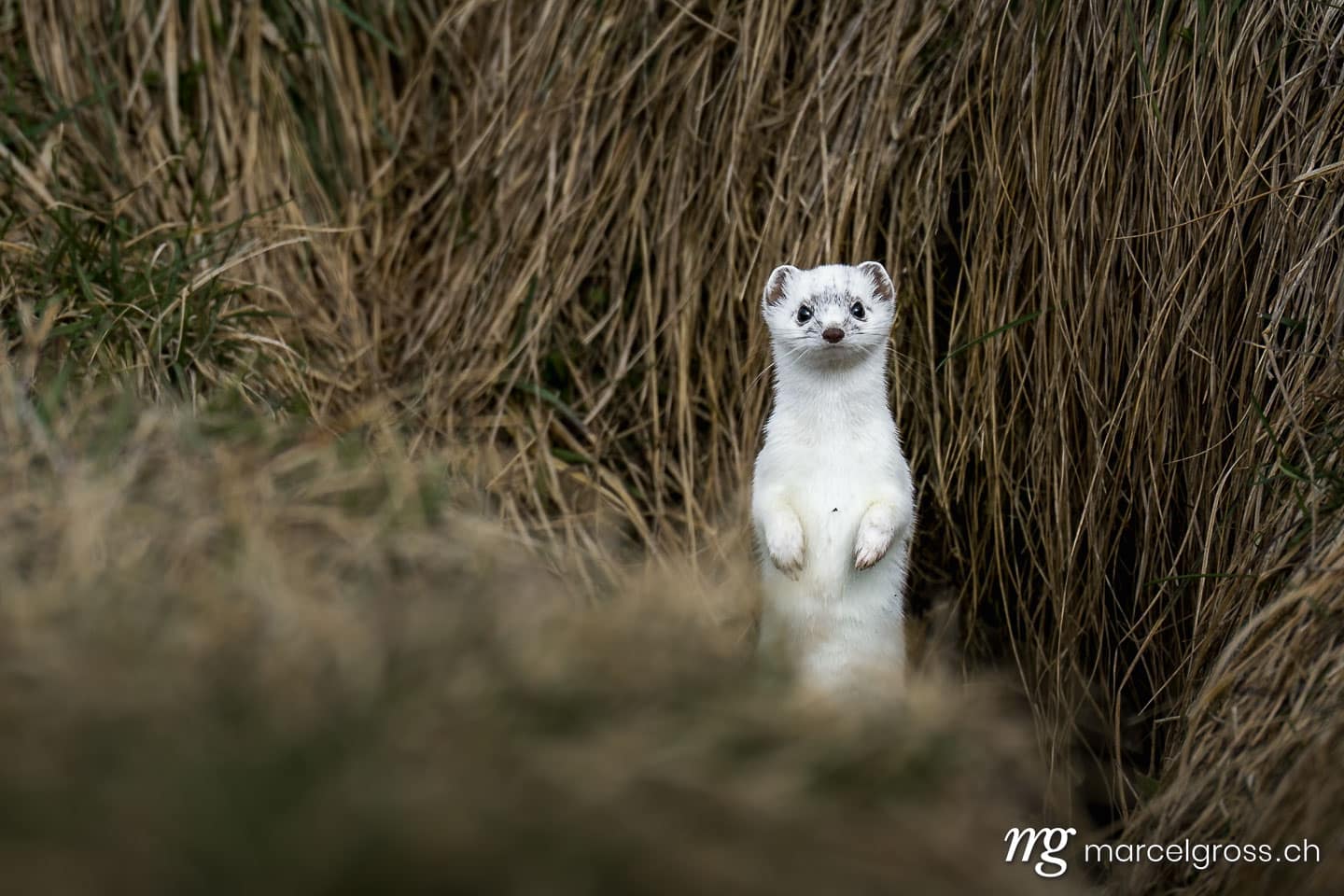 . stoat or short-tailed weasel in white winter fur standing in front of its den. Marcel Gross Photography