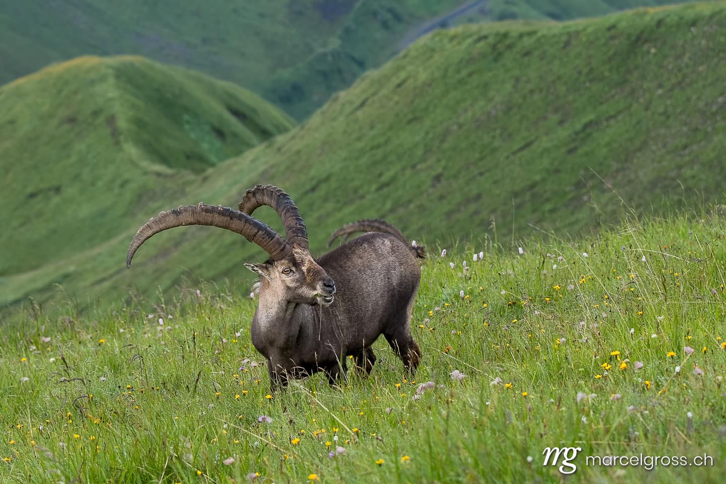 Steinbock Bilder. giant alpine ibex (capra ibex) in a lush green meadow in Berner Oberland. Marcel Gross Photography