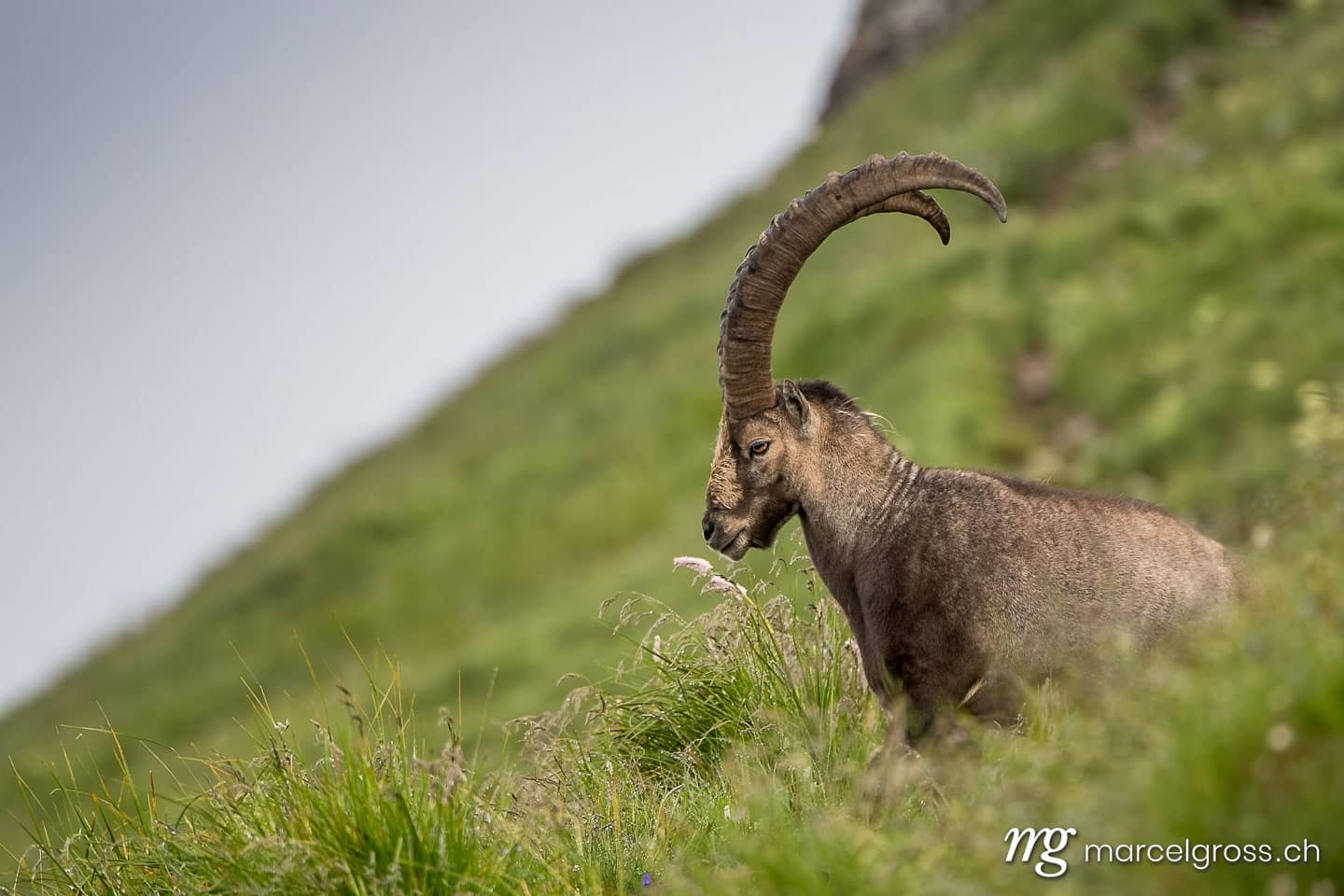 Steinbock Bilder. giant alpine ibex (capra ibex) looking down a steep slope on Brienzer Rothorn. Marcel Gross Photography