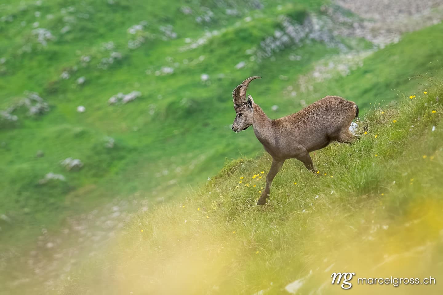 Steinbock Bilder. young alpine ibex (capra ibex) running in a lush green meadow in Berner Oberland. Marcel Gross Photography