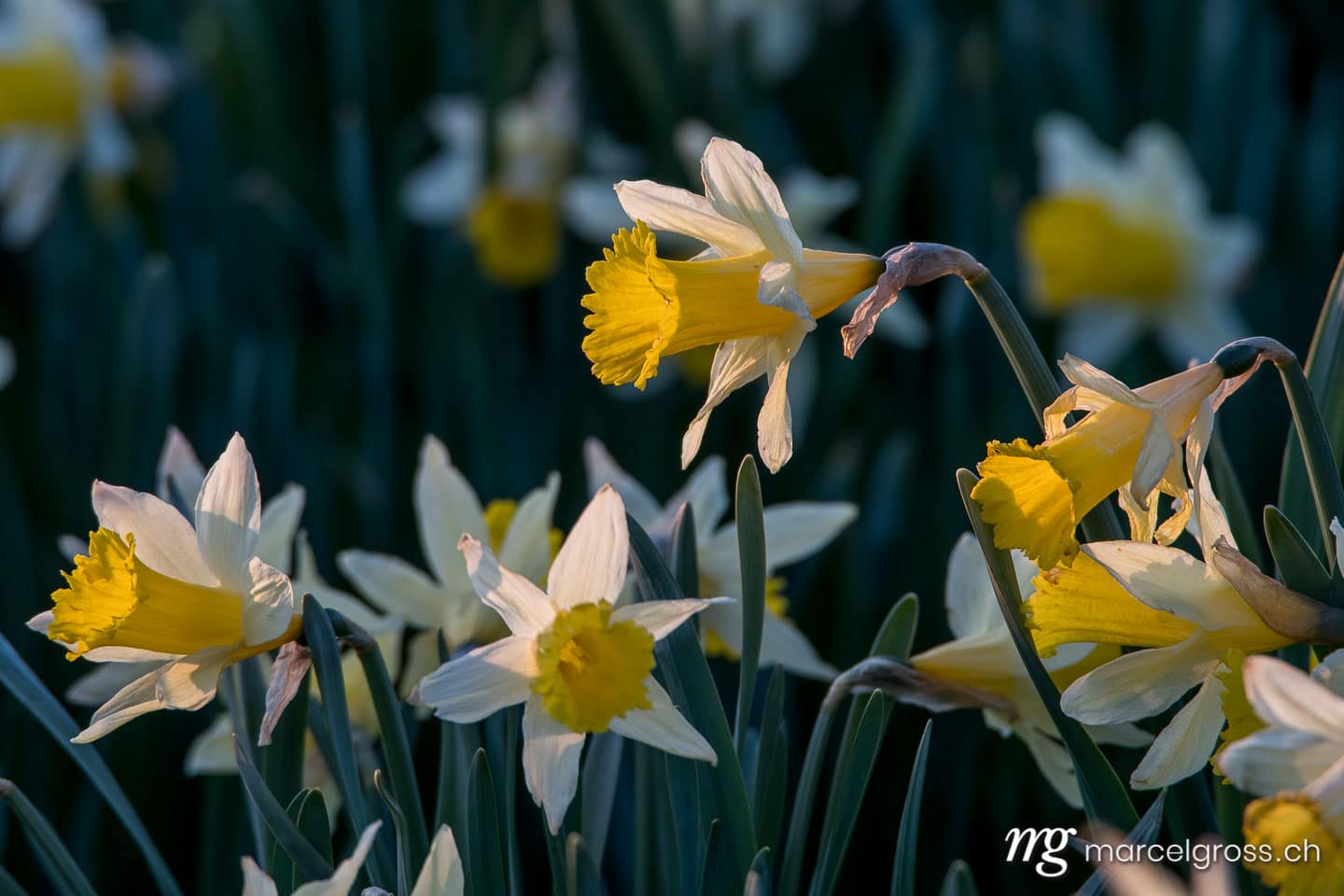 Frühlingsbilder Schweiz. Wildblumenfeld im Jura. Marcel Gross Photography
