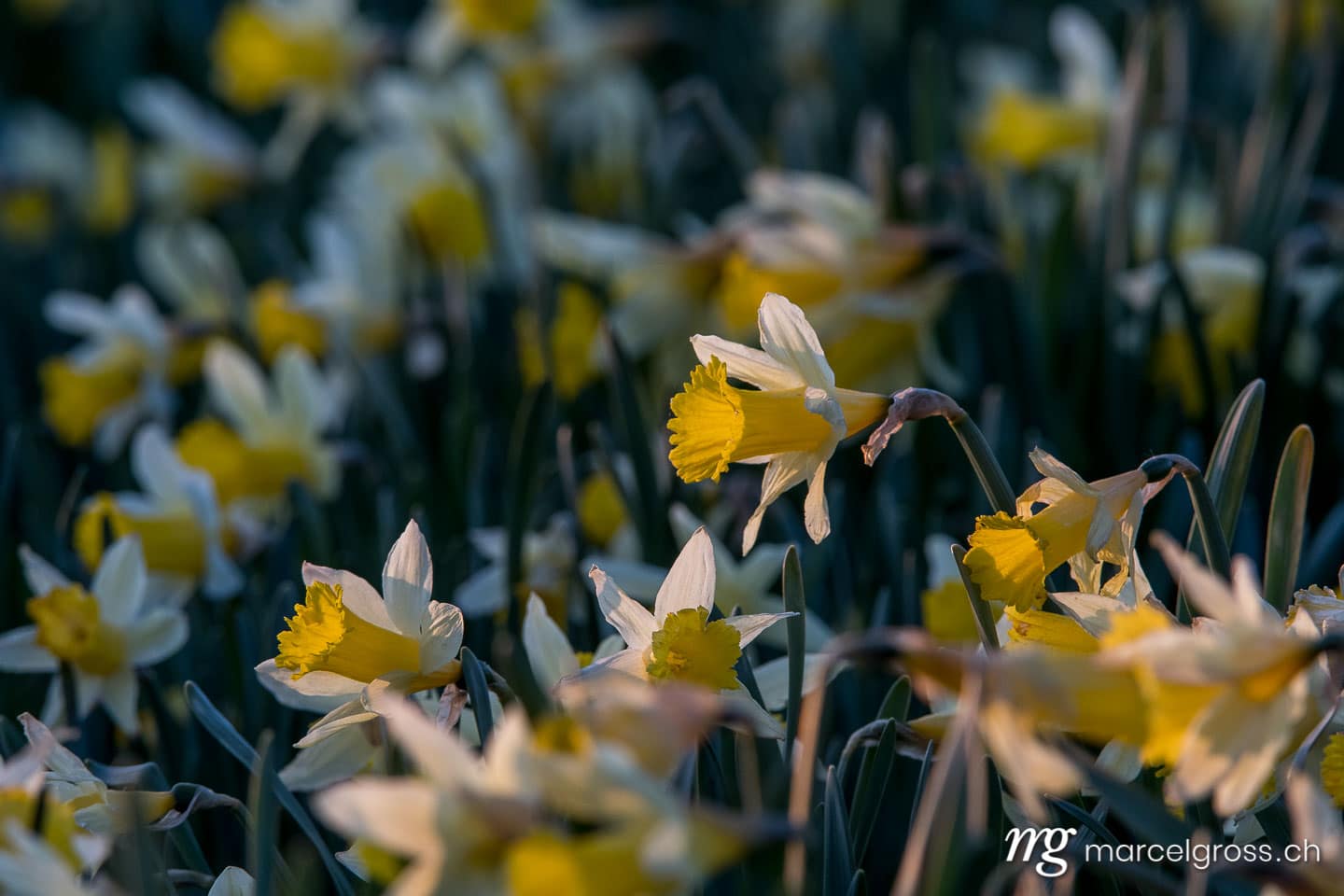 Jura Bilder. Wildblumenfeld im Jura. Marcel Gross Photography