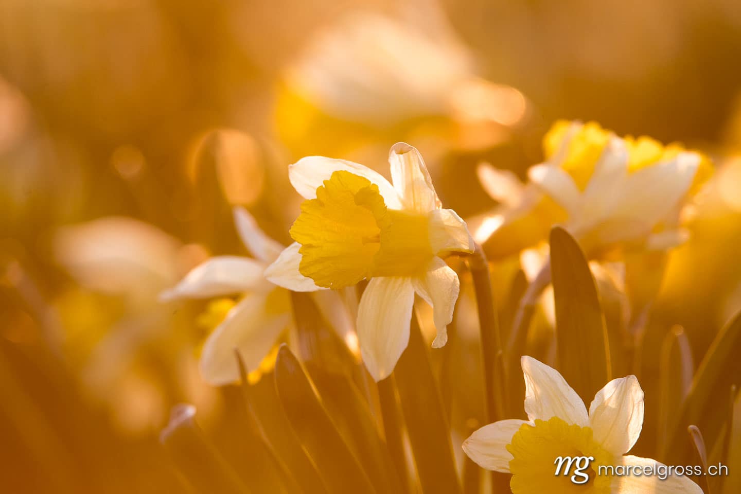Frühlingsbilder Schweiz. Jura Narzisse im Sonnenuntergang. Marcel Gross Photography