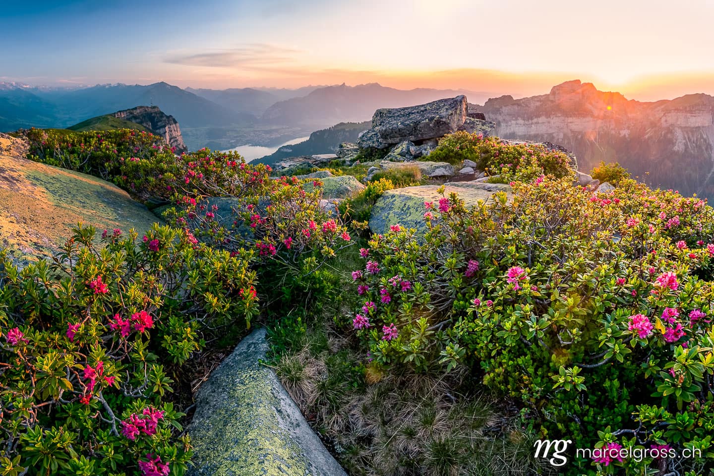 Panoramabilder Schweiz. alpine roses at sunset in the swiss alps. Marcel Gross Photography
