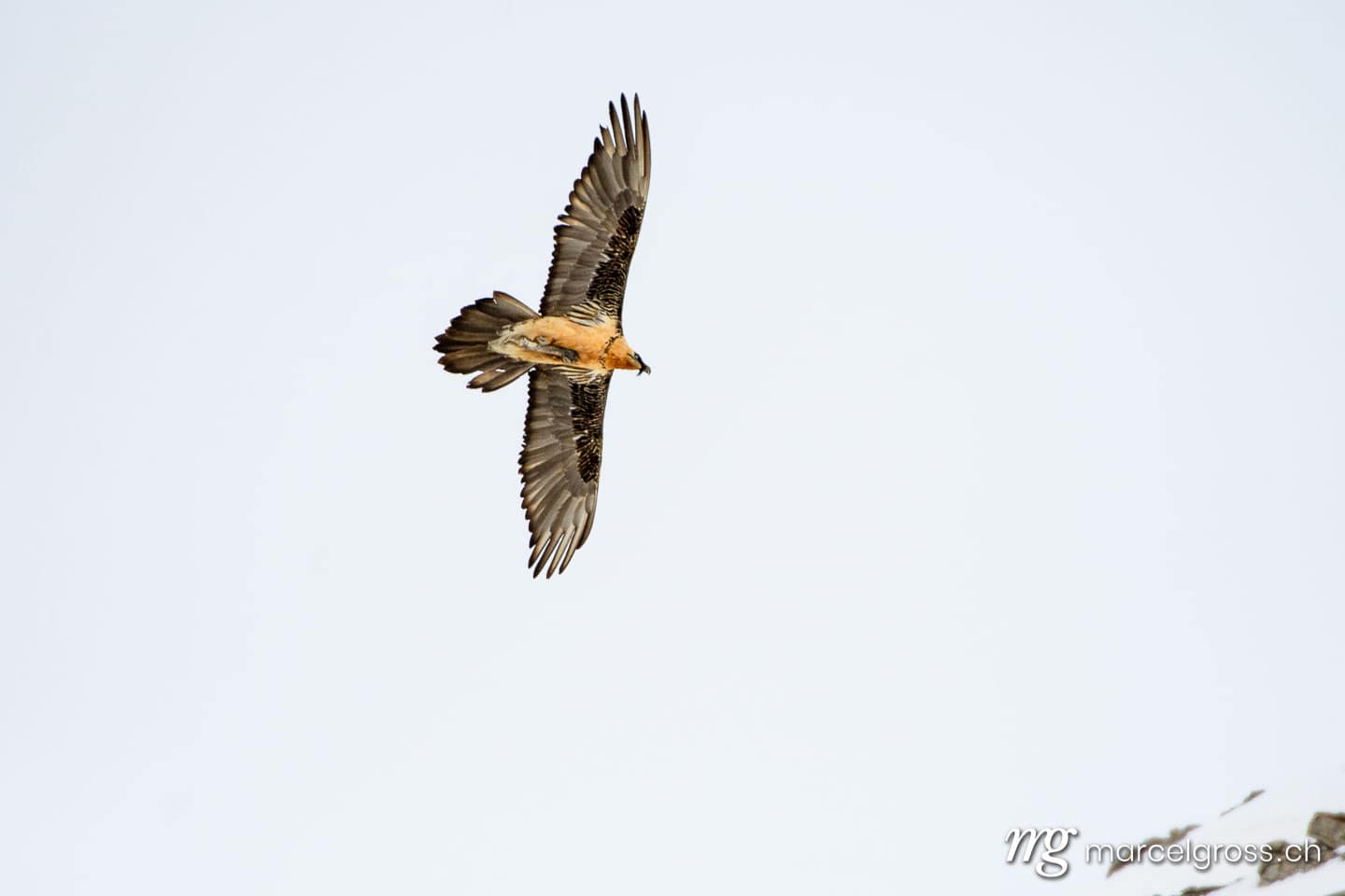 . Bearded vulture (Gypaetus barbatus) in flight in Valais, Switzerland. Marcel Gross Photography