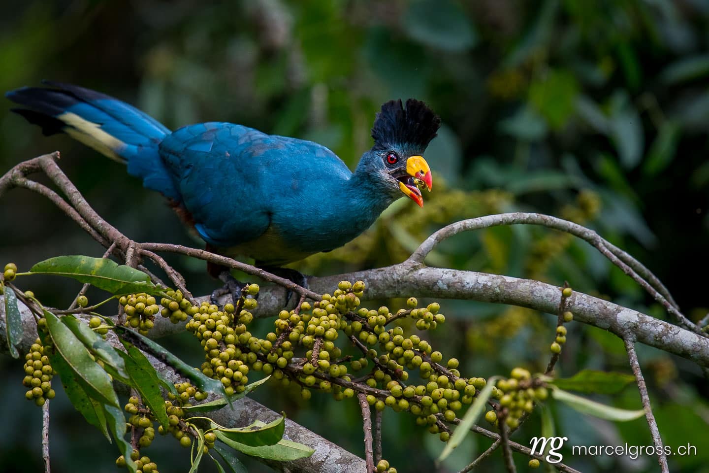 Uganda Bilder. great blue turaco in a fig tree in Kibale Forest National Park. Marcel Gross Photography