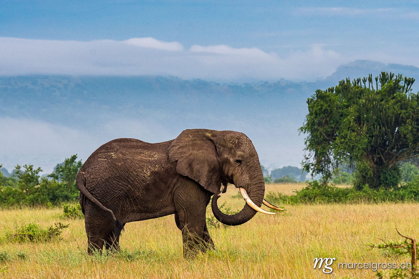 Uganda Bilder. giant male African Elephant spaying dust on his back in Queen Elizabeth National Park, Uganda. Marcel Gross Photography