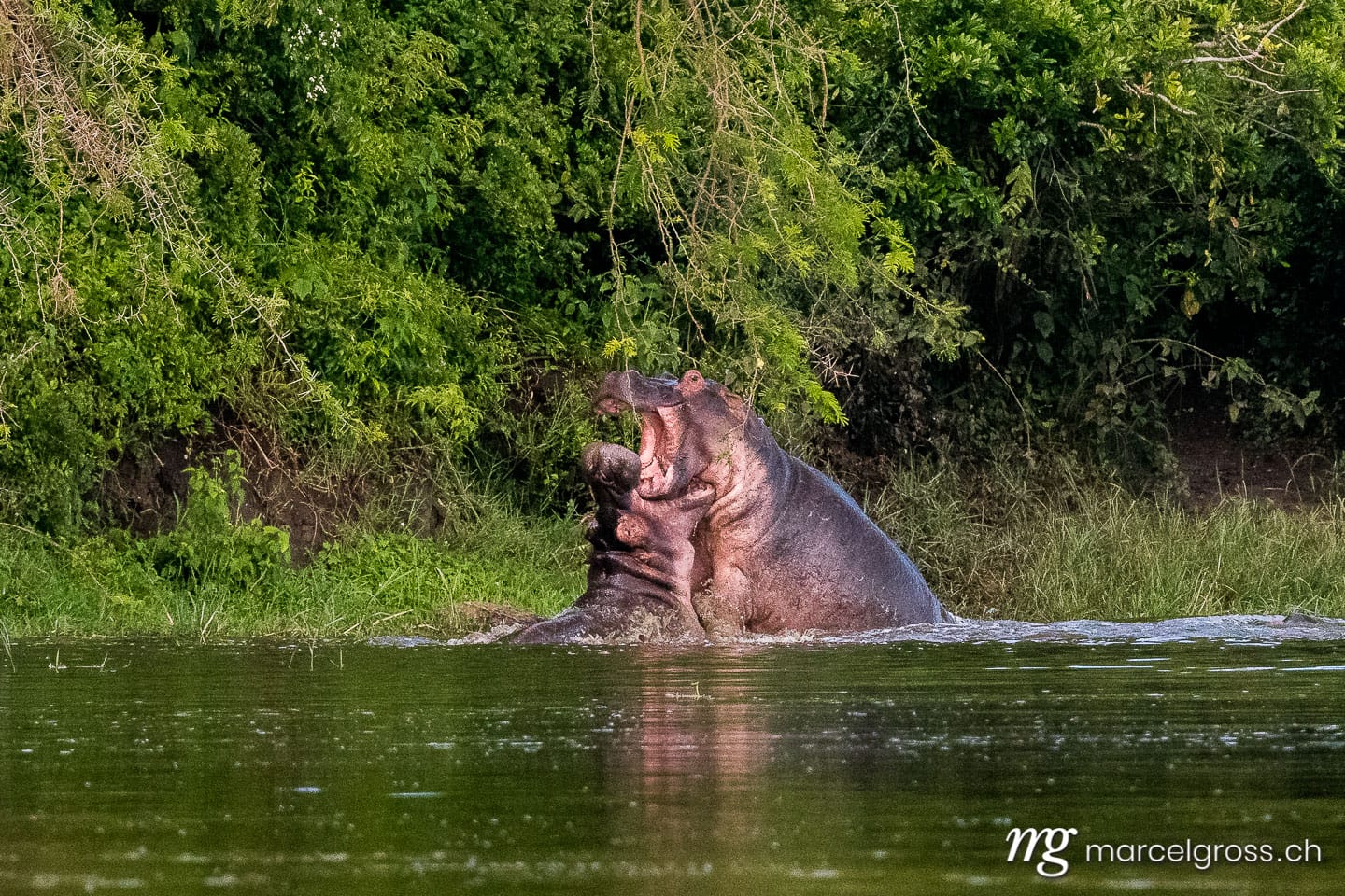 Uganda Bilder. two fighting hippos in Lake Mburo National Park. Marcel Gross Photography