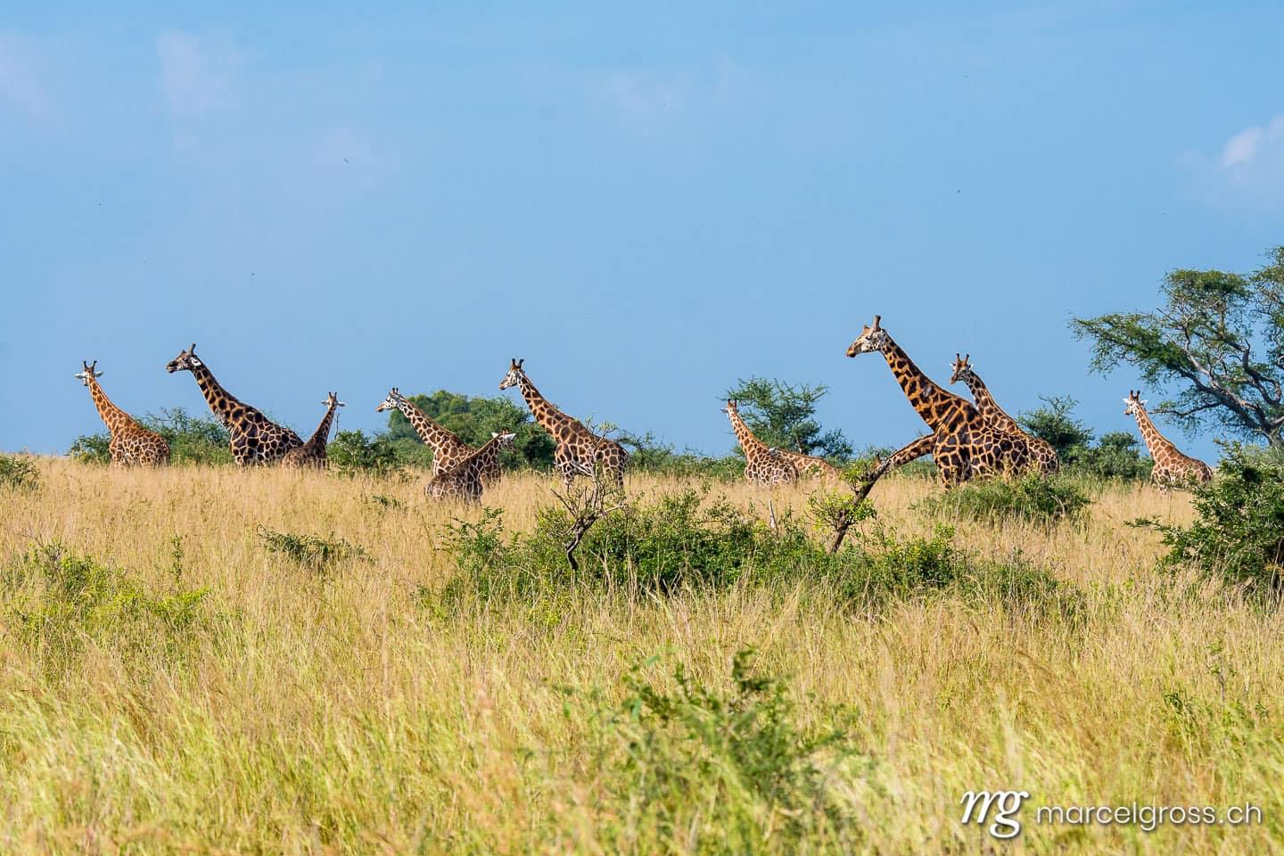 Uganda Bilder. big group of giraffes in the savannah in Murchison Falls National Park, Uganda. Marcel Gross Photography