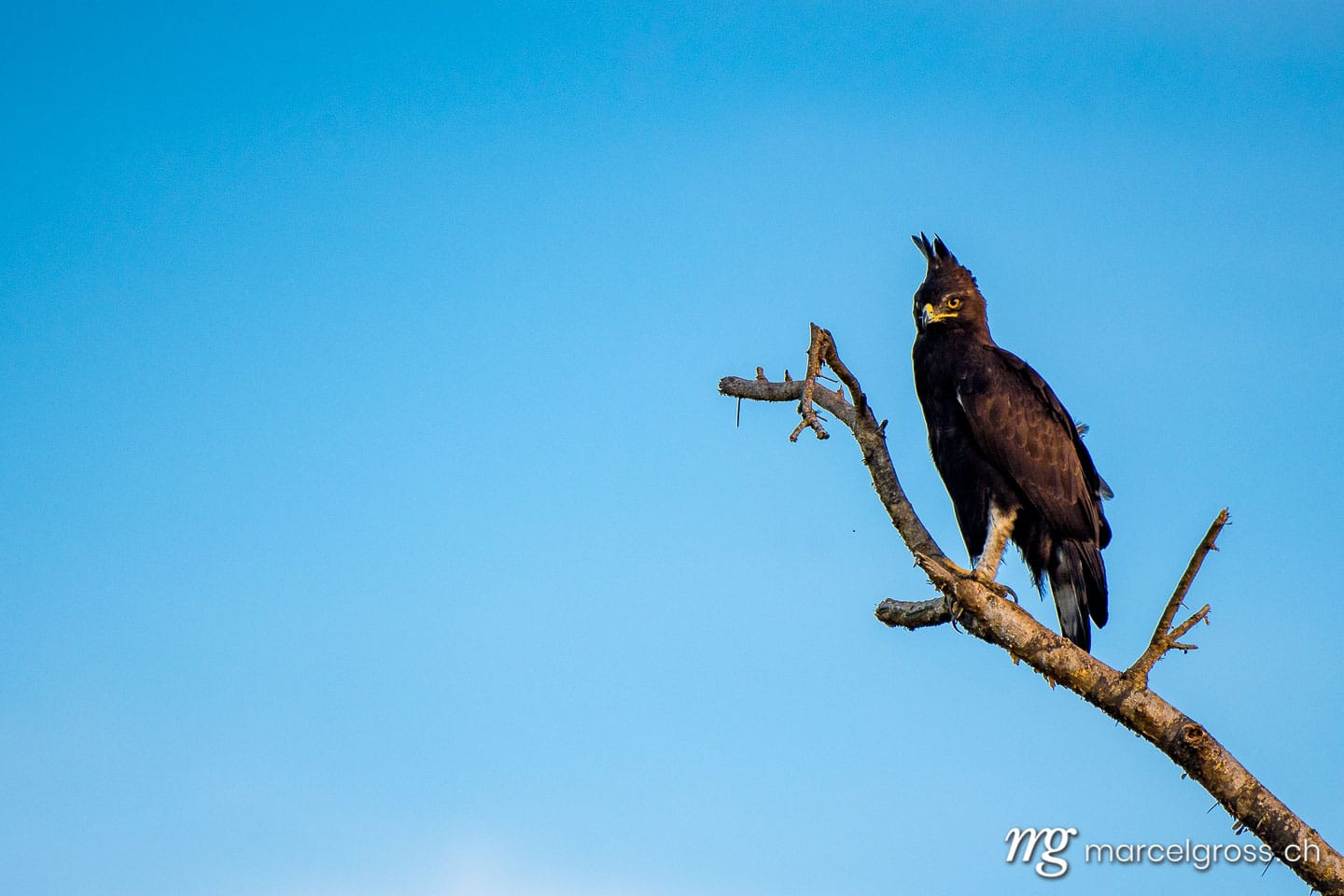 Uganda Bilder. hawk on tree in Ishasha Sector of Queen Elizabeth National Park. Marcel Gross Photography