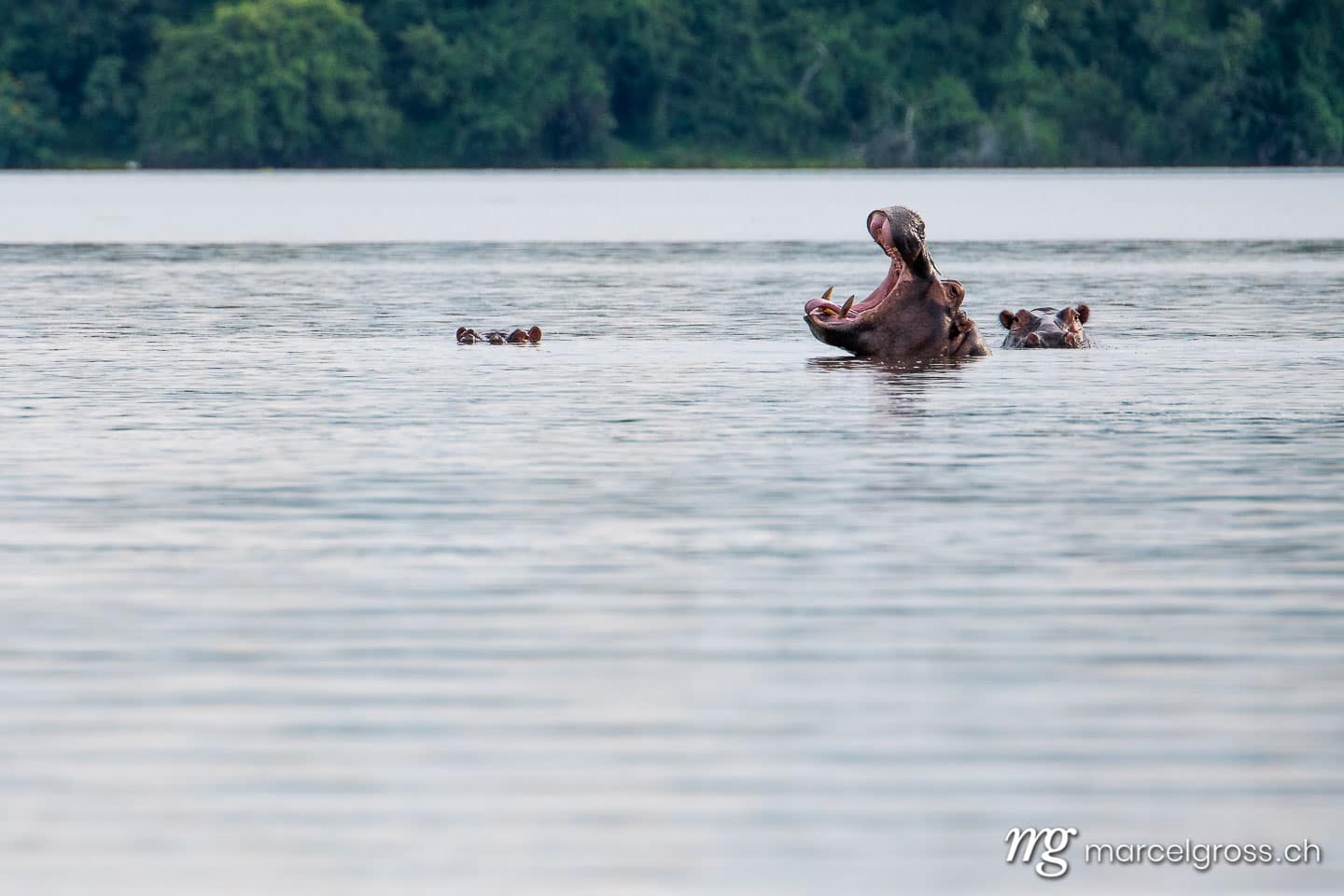 Uganda Bilder. yawning hippo in Lake Mburo National Park, Uganda. Marcel Gross Photography