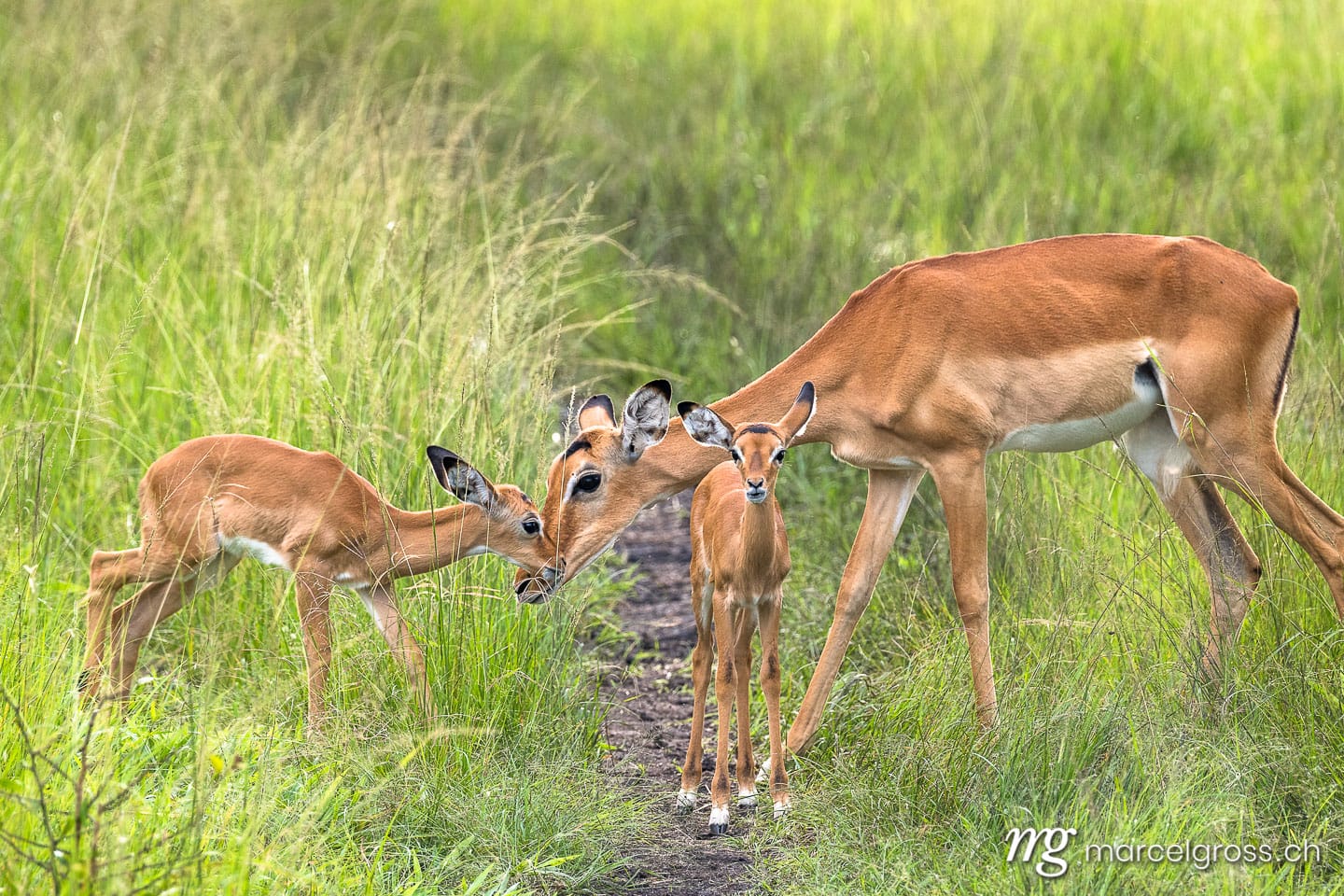 Uganda Bilder. impala mother with two fawns in the savannah of Lake Mburo National Park, Uganda. Marcel Gross Photography