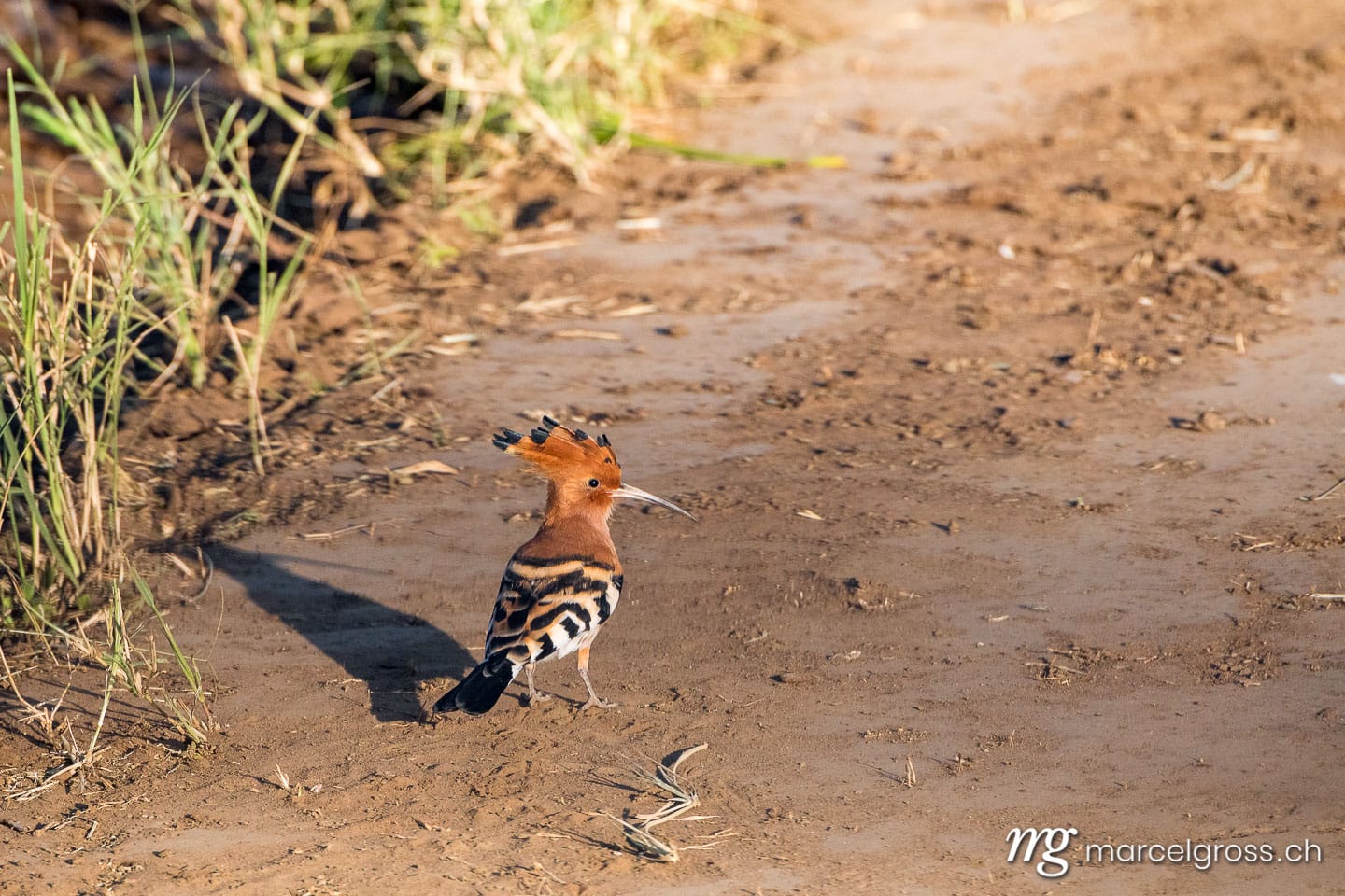 Uganda Bilder. hoopoe in Naurus Valley of Kidepo Valley National Park, Uganda. Marcel Gross Photography