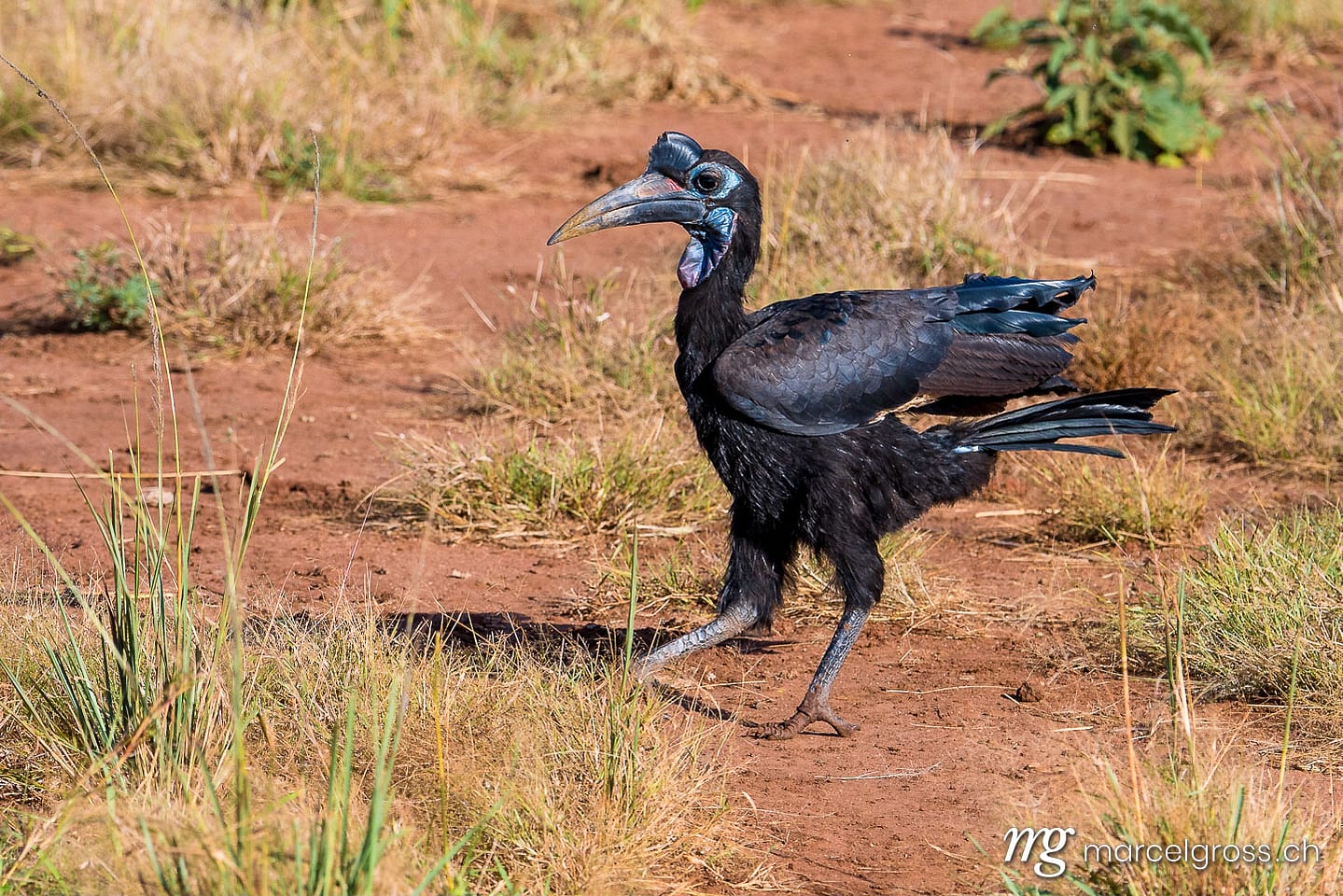 Uganda pictures. ground hornbill in Murchison Falls, Uganda. Marcel Gross Photography