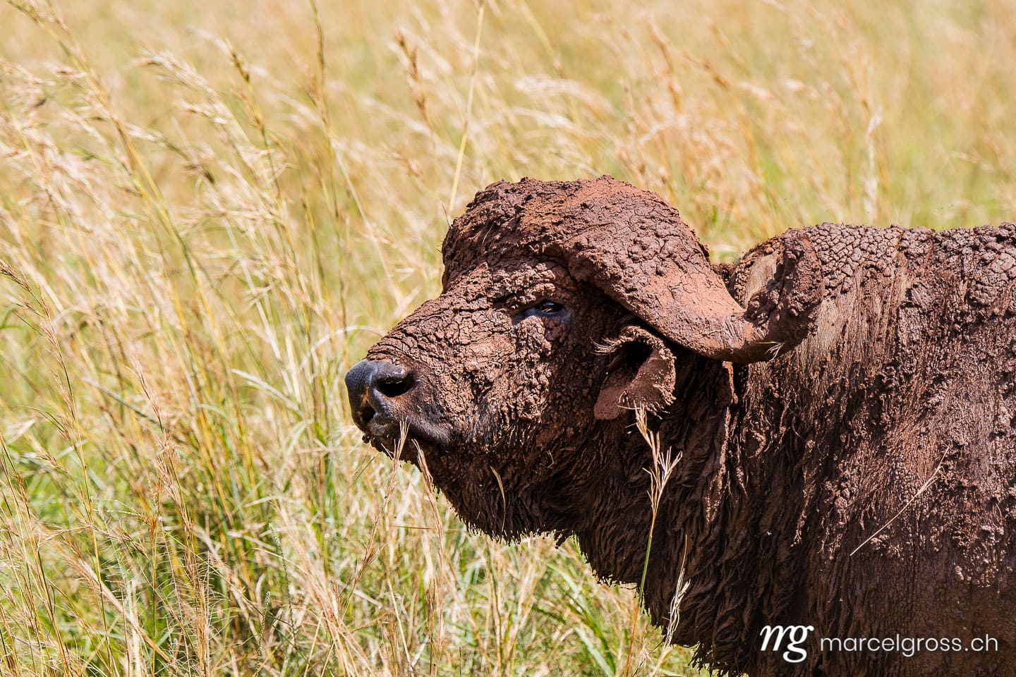 Uganda Bilder. portrait of a muddy old cape buffalo in Kidepo Valley National Park, Uganda. Marcel Gross Photography