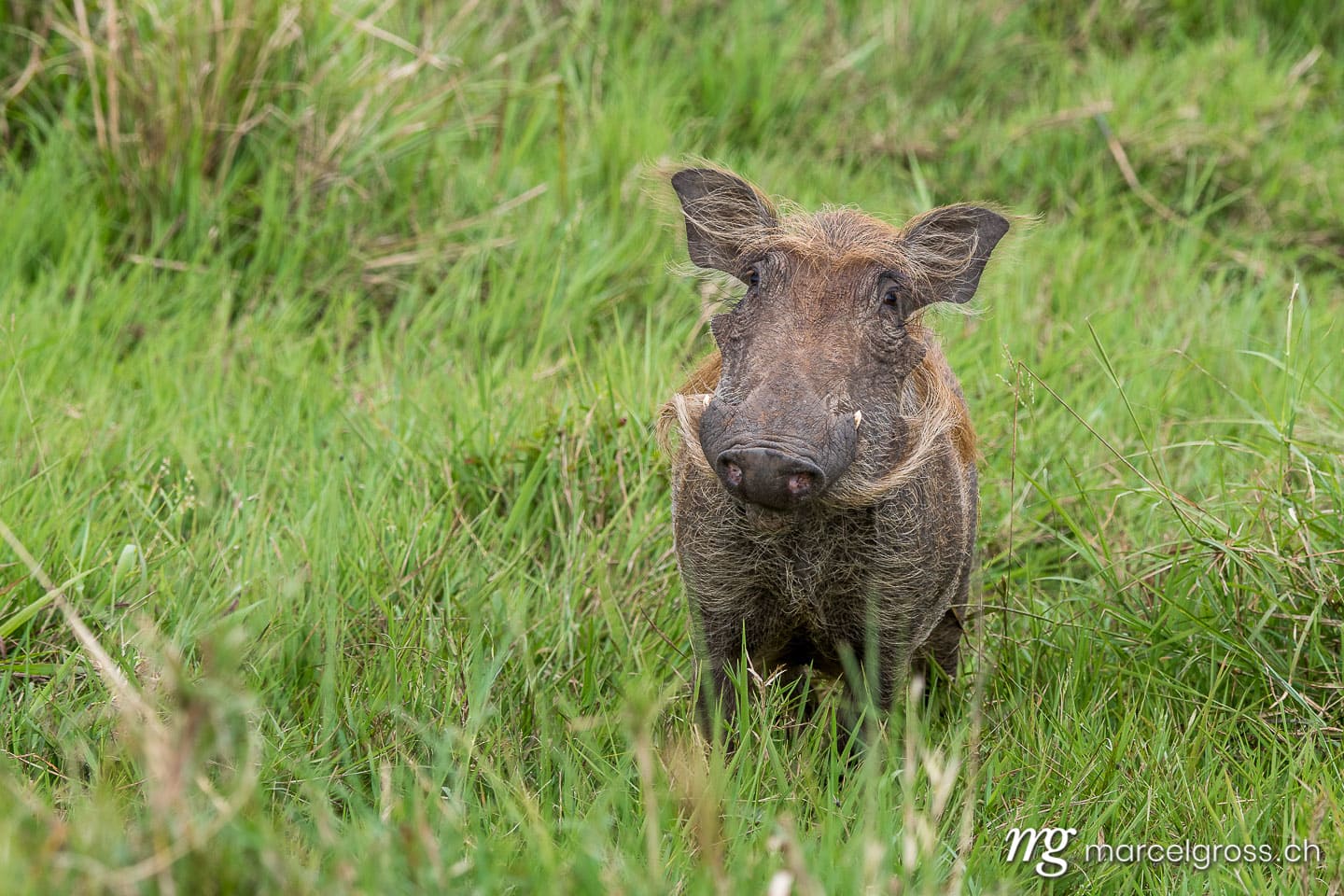 Uganda Bilder. Pumba the cute wardhog in Kidepo Valley National Park, Uganda. Marcel Gross Photography