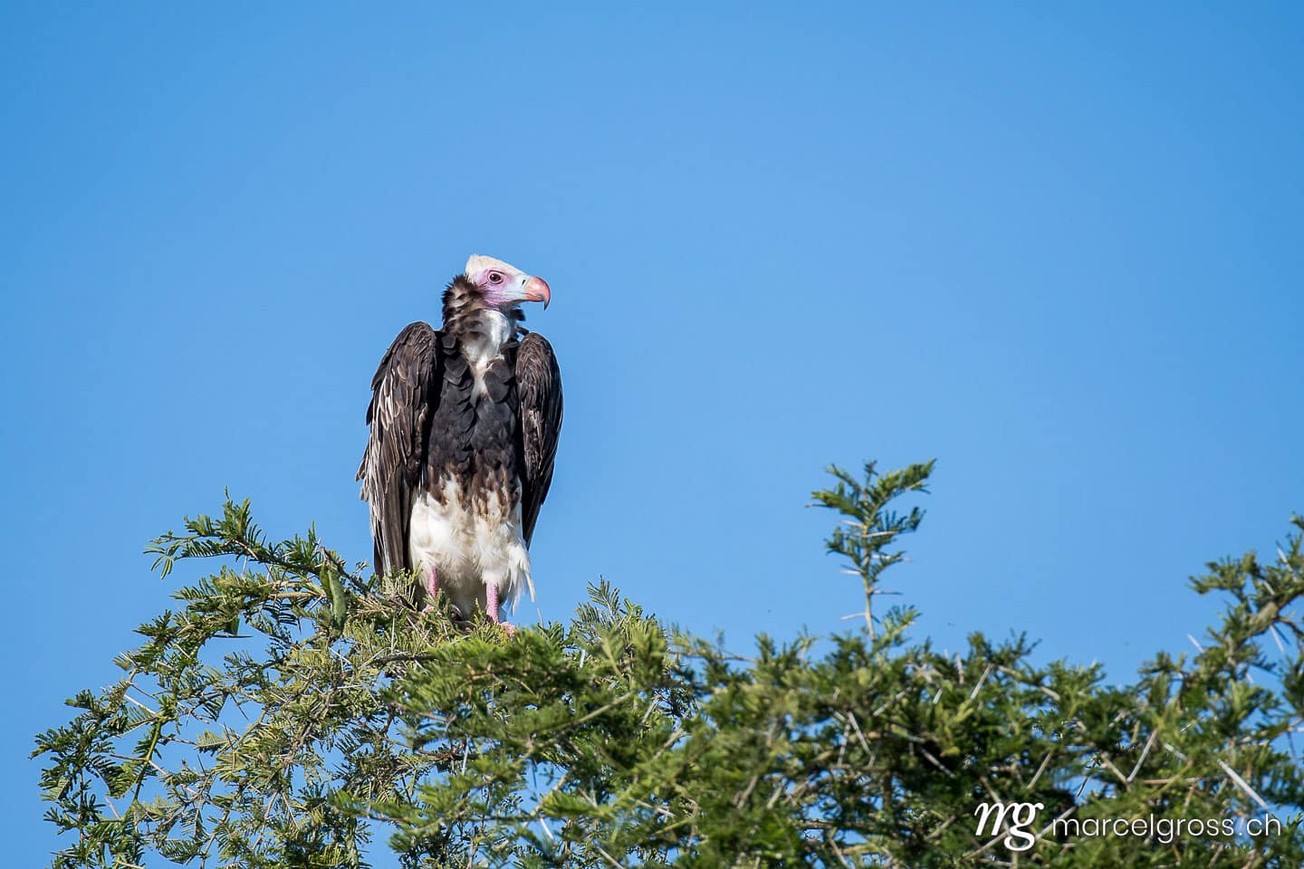 Uganda Bilder. volture in Naurus Valley, Kidepo Valley National Park. Marcel Gross Photography