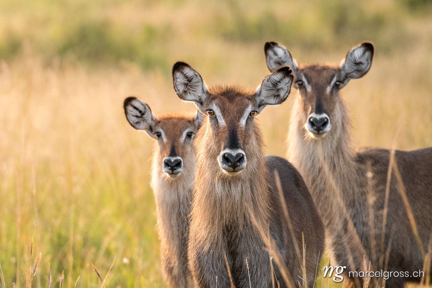Uganda Bilder. three curious waterbucks in Kidepo Valley National Park, Uganda. Marcel Gross Photography