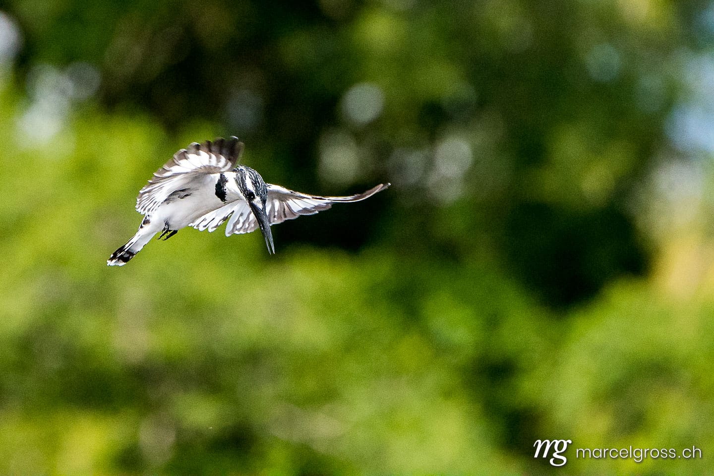 Uganda Bilder. pied kingfisher in flight over nile in Murchison Falls, Uganda. Marcel Gross Photography