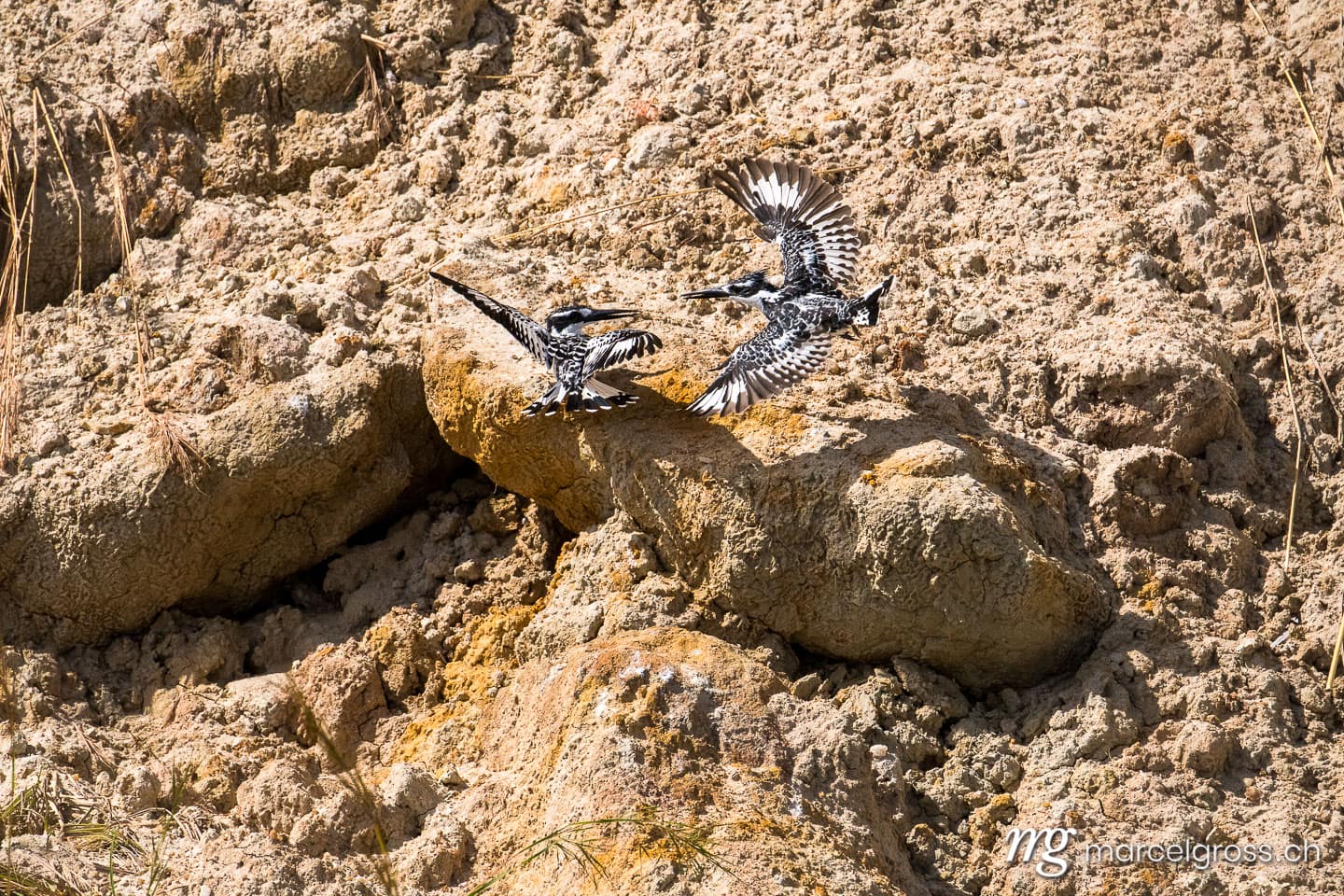 Uganda Bilder. pied kingfisher in Murchison Falls National Park, Uganda. Marcel Gross Photography