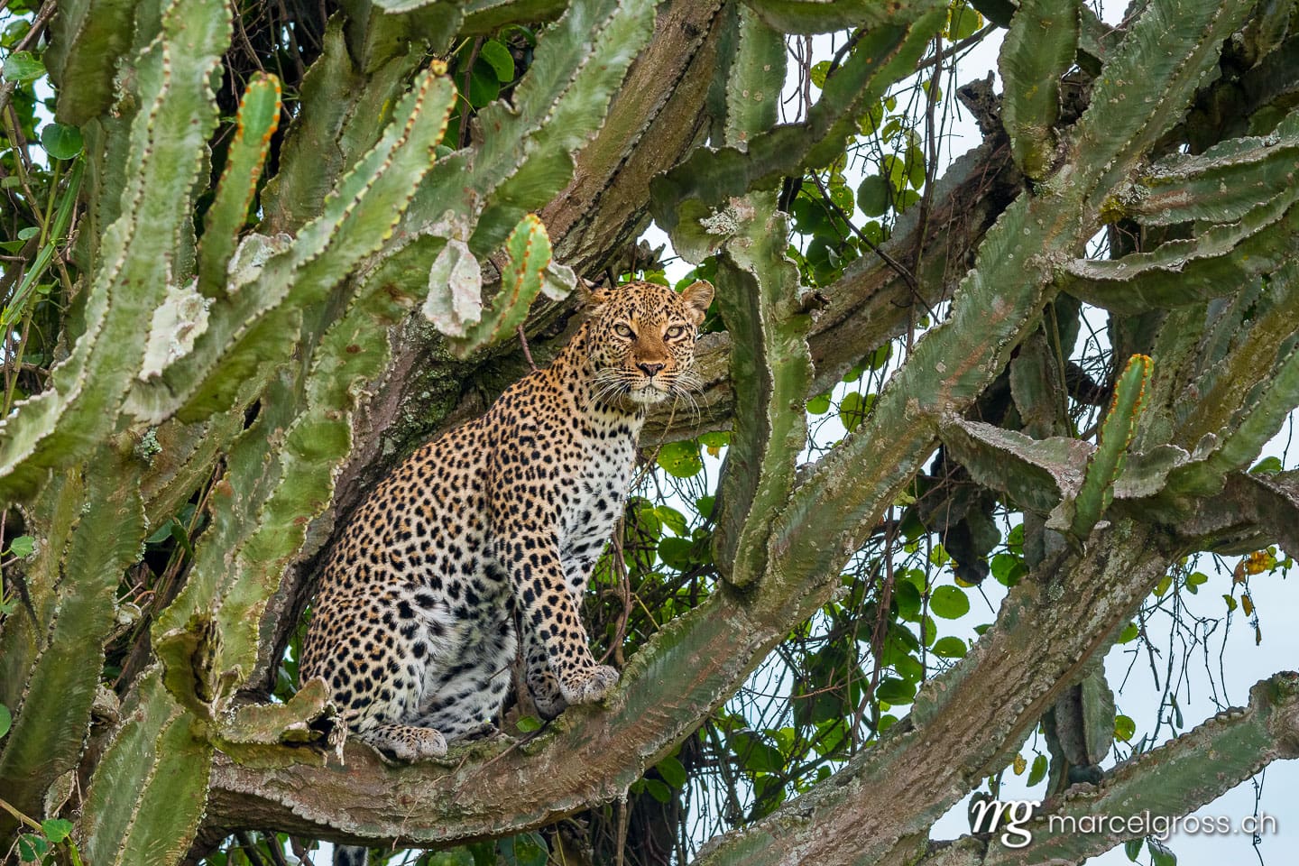 Uganda Bilder. leopard on a Euphorbia tree in Queen Elizabeth National Park, Uganda. Marcel Gross Photography