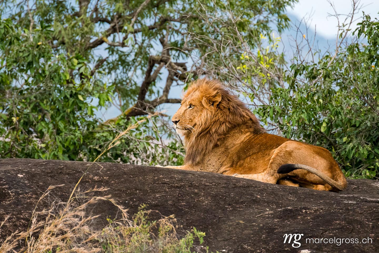 Uganda Bilder. male lions on top of a kopje overlooking their territory in Kidepo National Park. Marcel Gross Photography