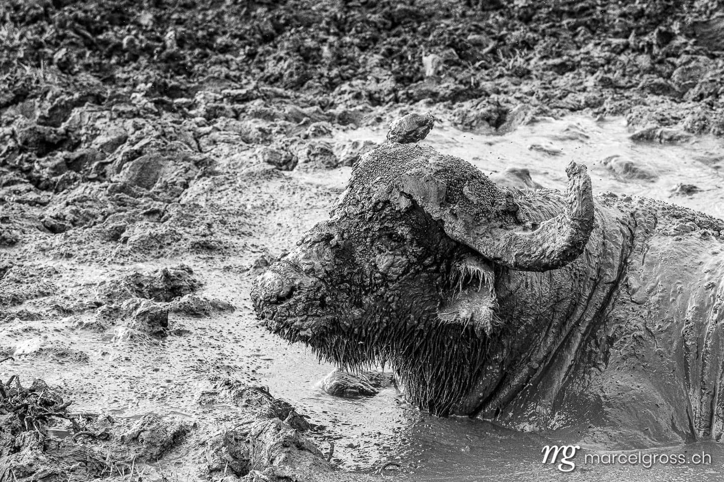 Uganda Bilder. muddy cape buffalo in Lake Mburo National Park, Uganda. Marcel Gross Photography