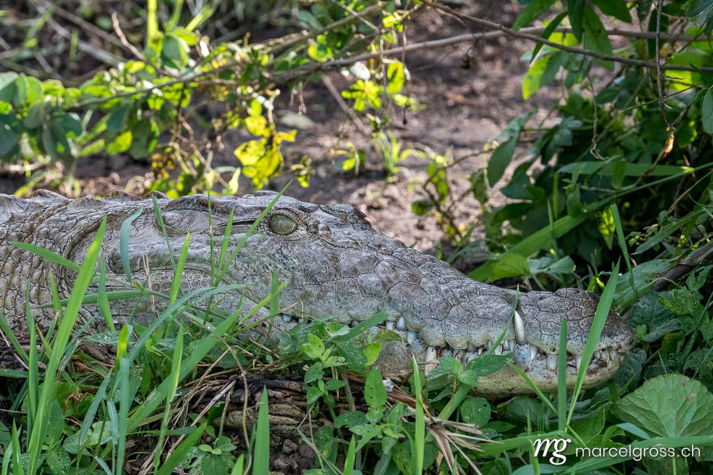 Uganda Bilder. portrait of dangeriously looking nile crocodile at Kazinga Channel in Queen Elizabeth National Park, Uganda. Marcel Gross Photography