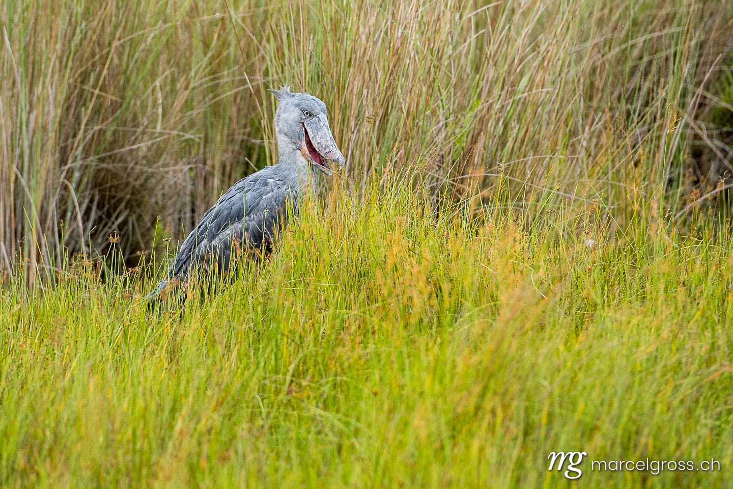 Uganda Bilder. shoe-billed stork in Mabamba swamp in Uganda. Marcel Gross Photography